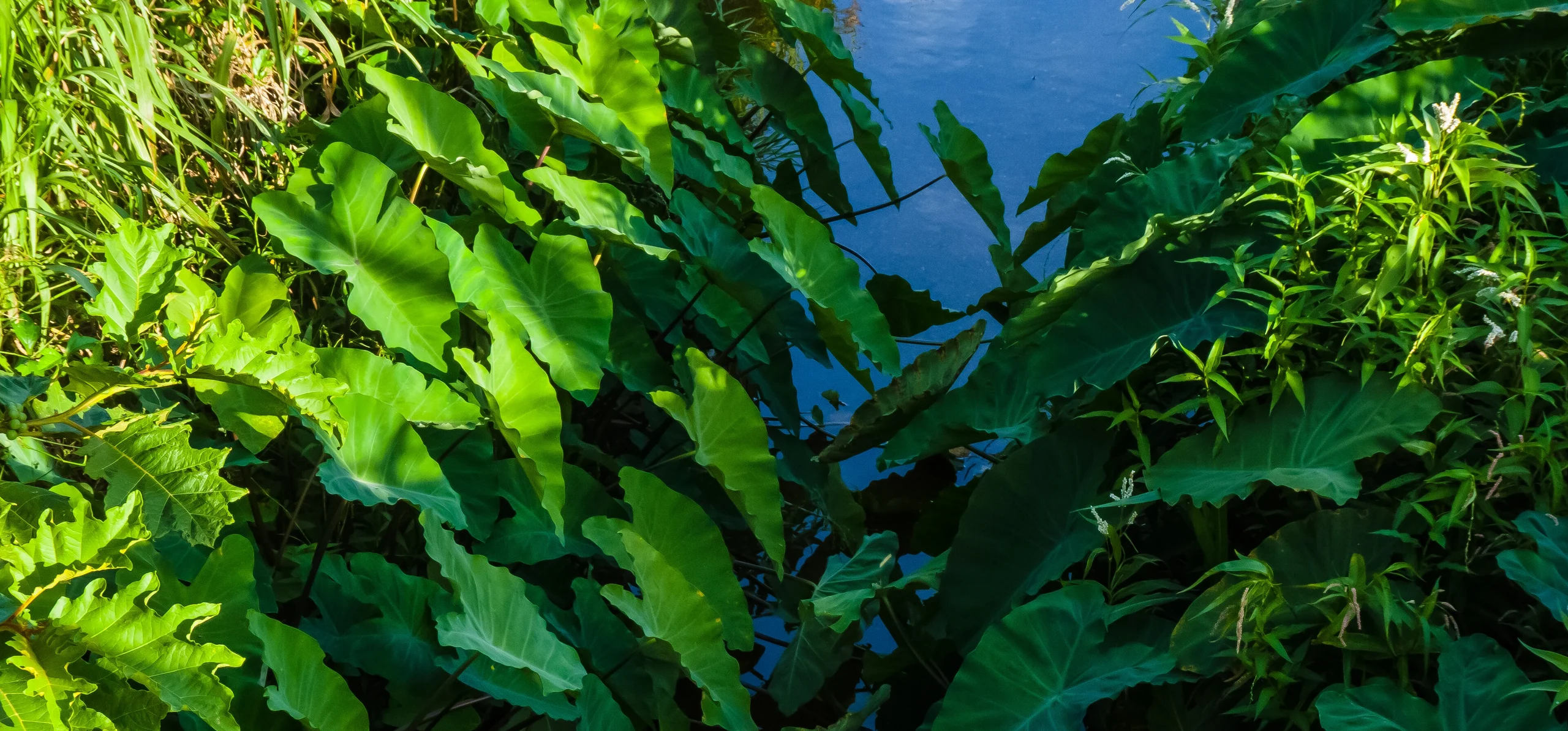 Taro