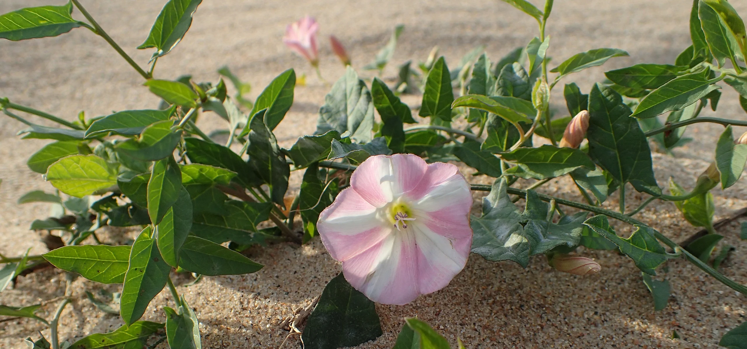 Field Bindweed