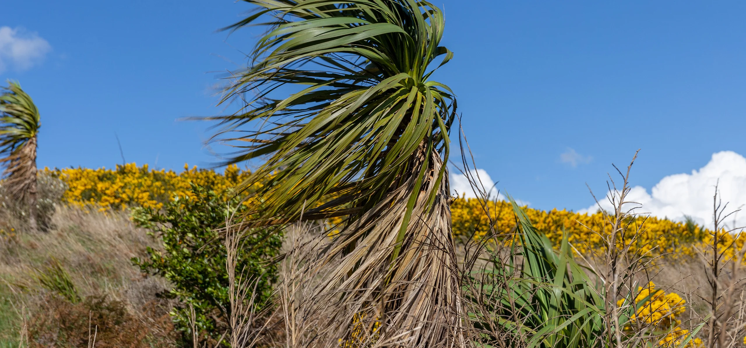 Cabbage Tree