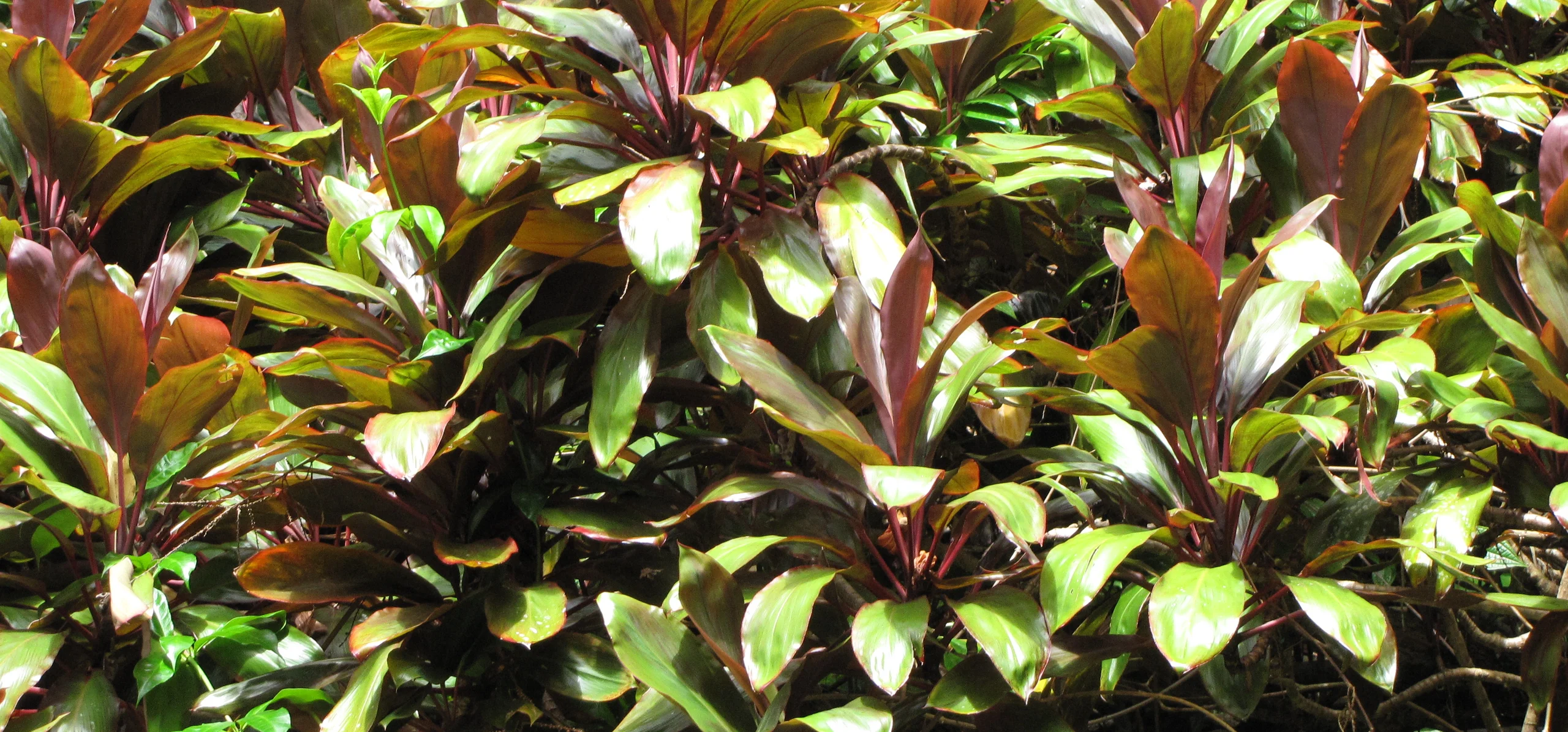 Ti Plant