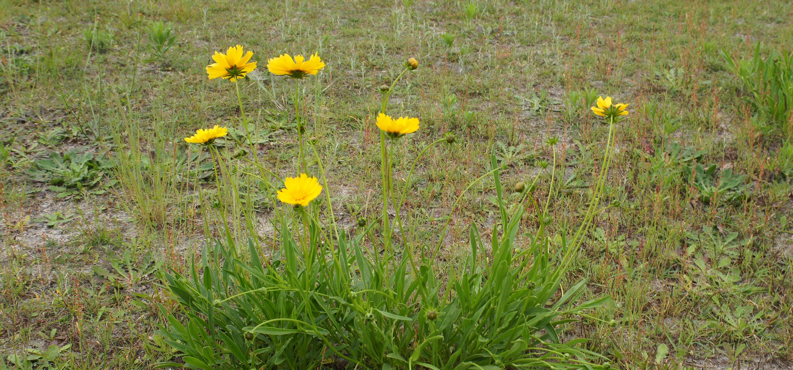 Lance-Leaved Coreopsis