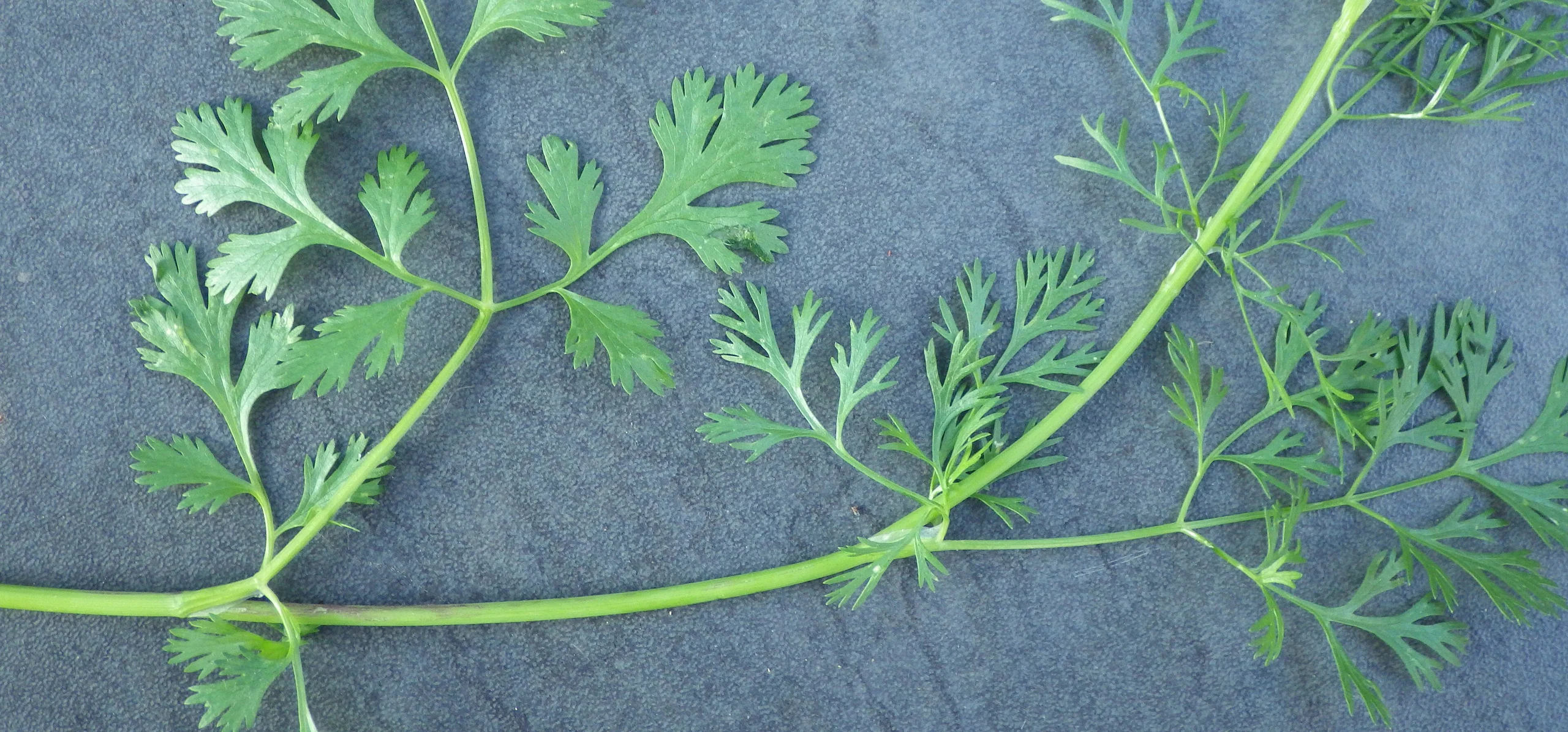 Coriander
