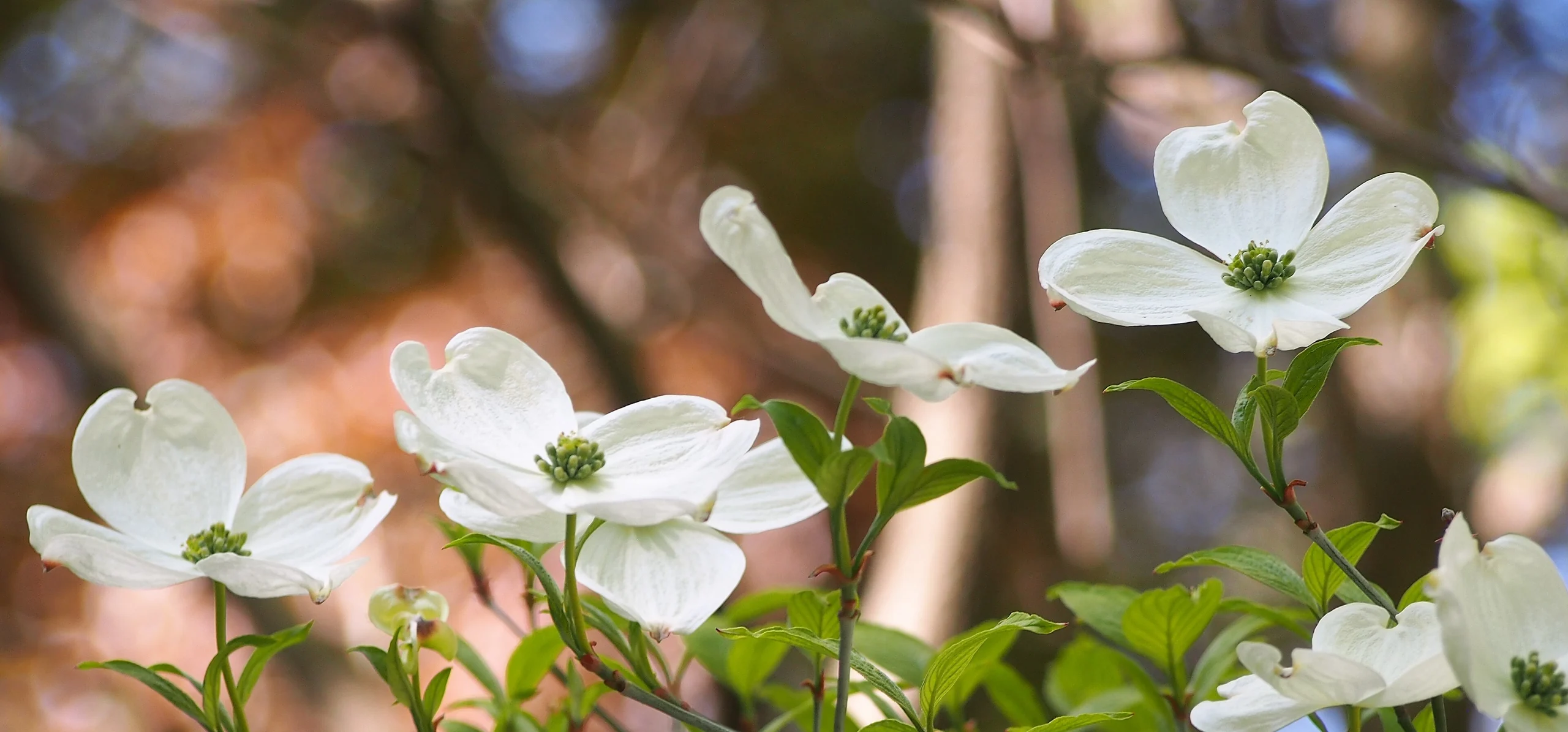 Flowering Dogwood