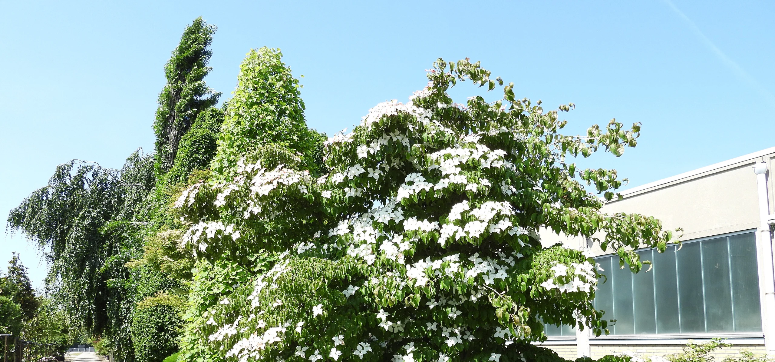 Kousa Dogwood