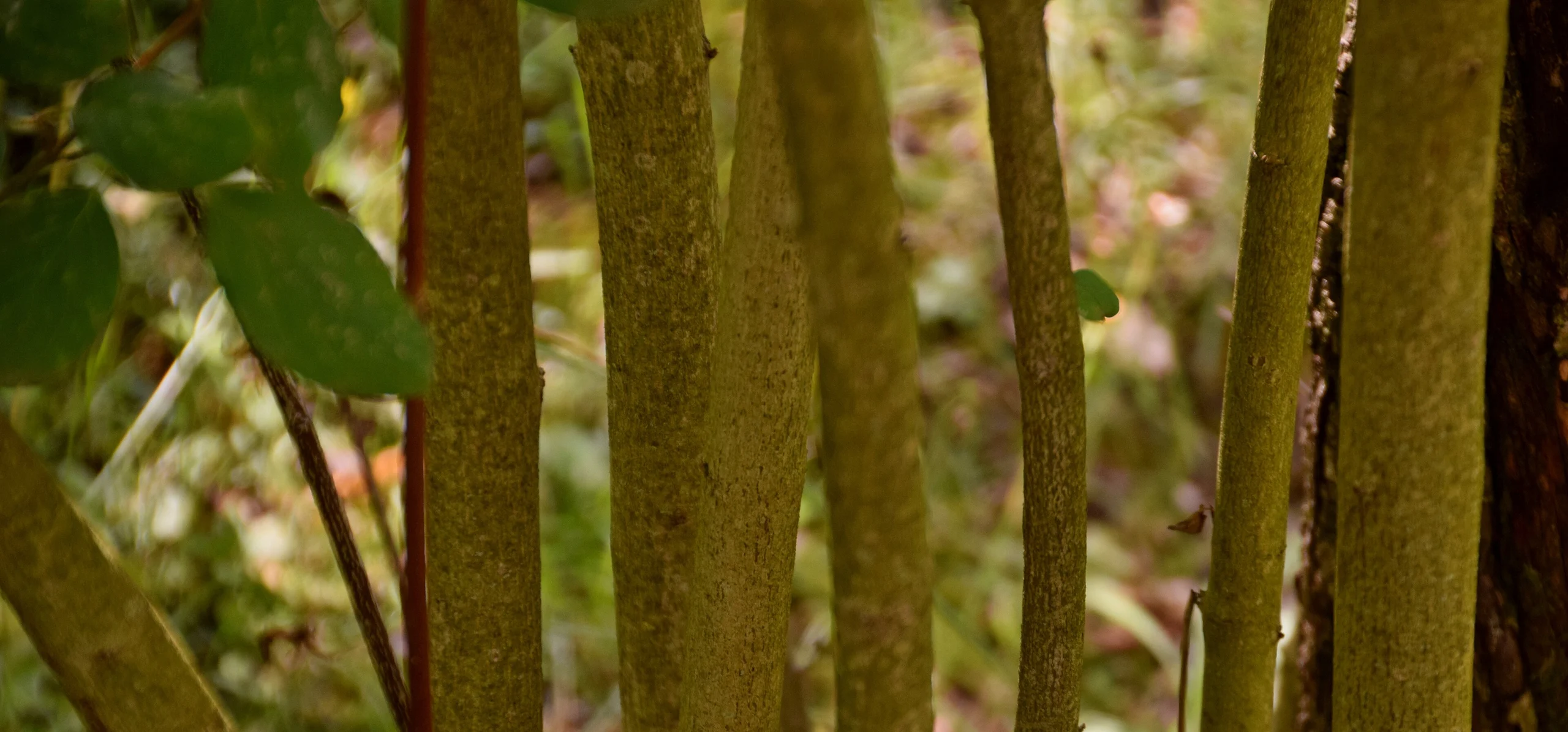 Bloodtwig Dogwood