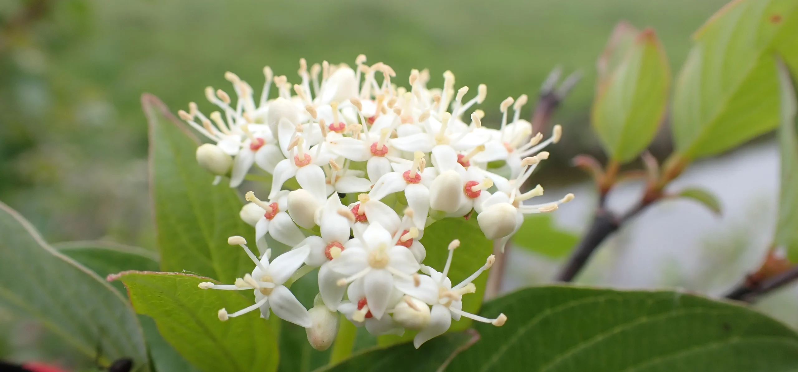 Red Osier Dogwood