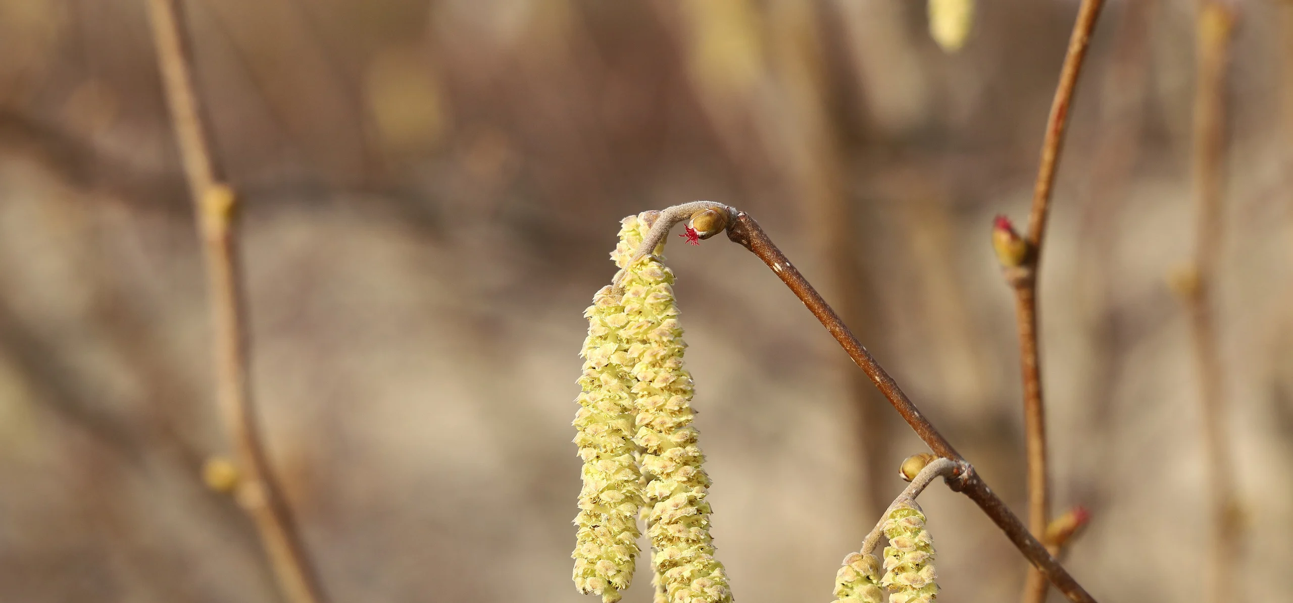 Common Hazel