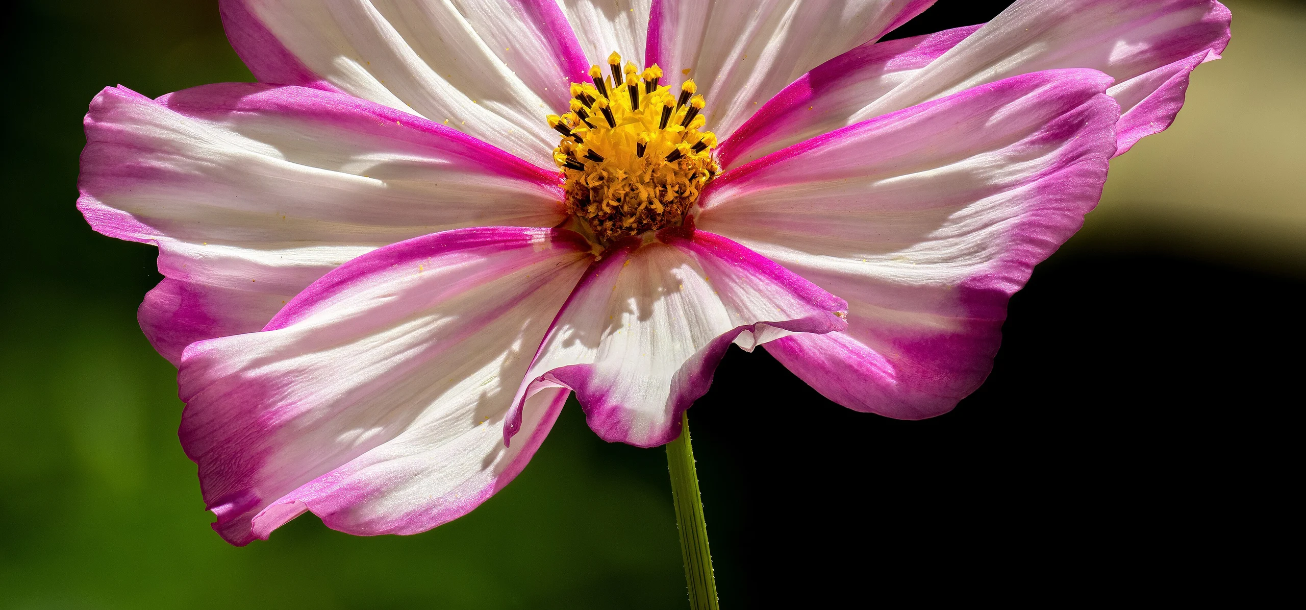 Cosmos