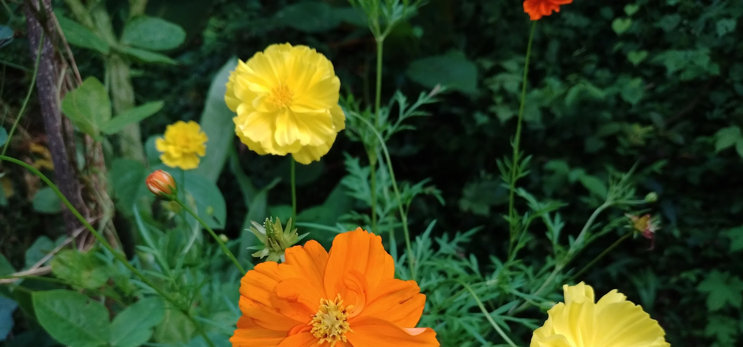 Sulphur Cosmos