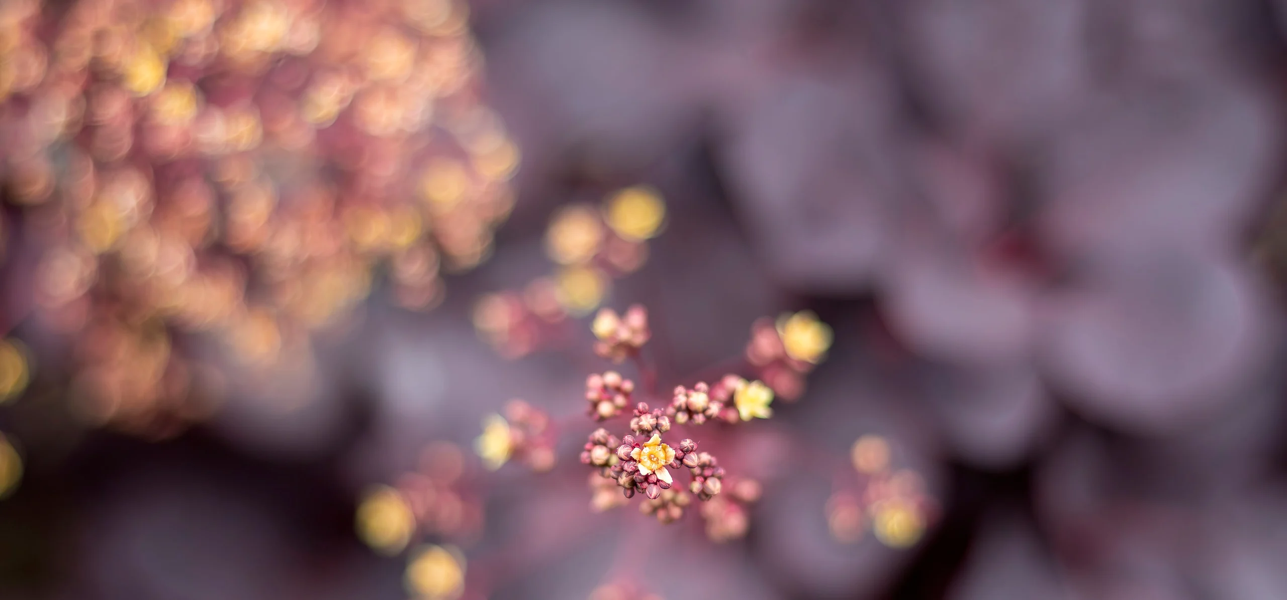 Smoke Tree