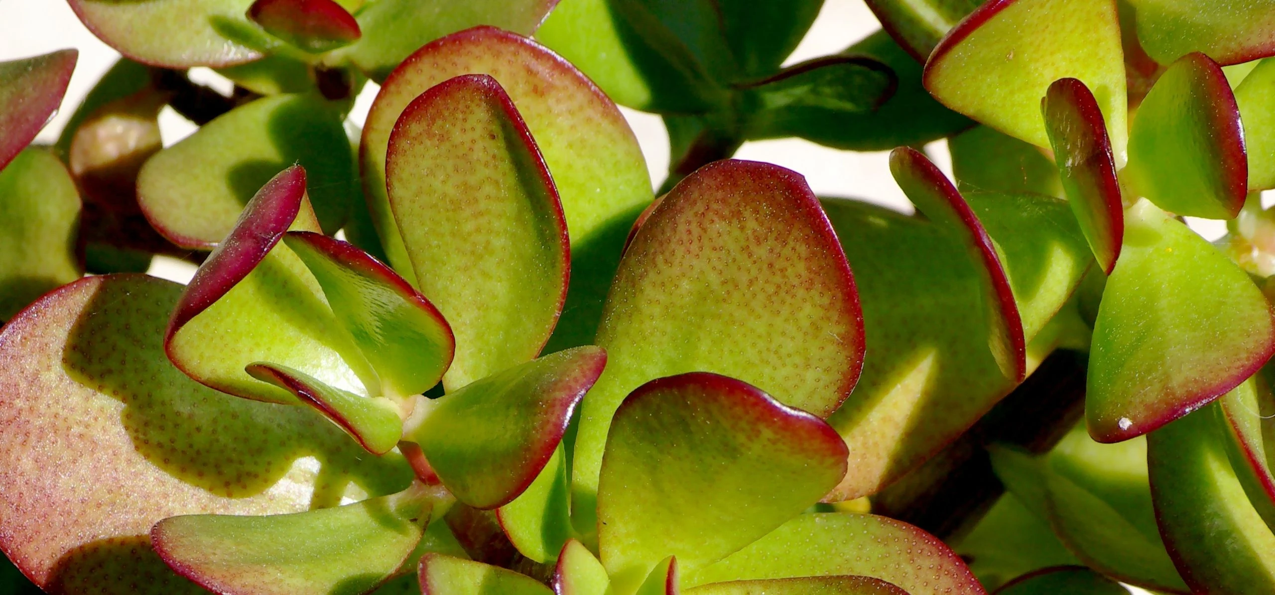 Jade Plant
