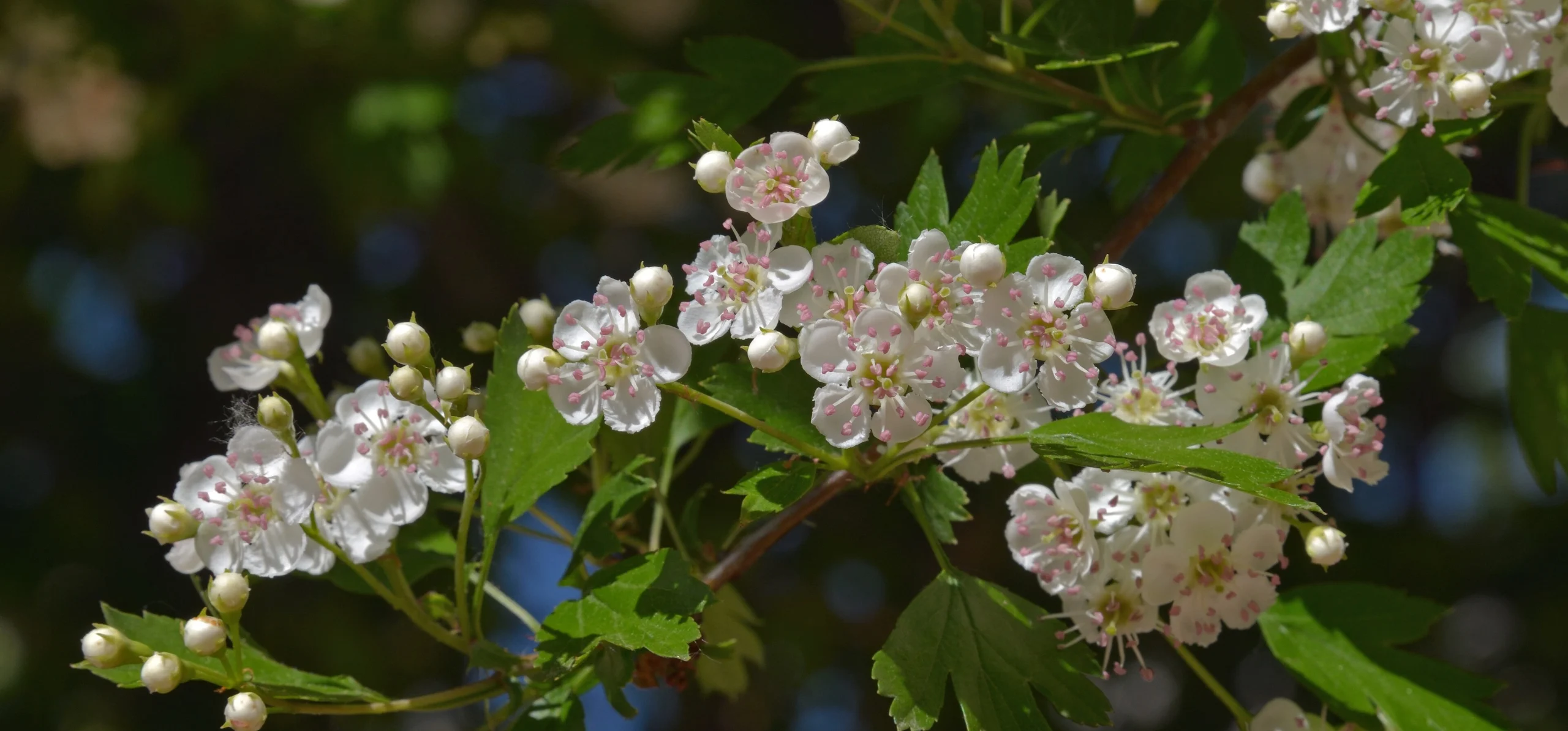 Common Hawthorn
