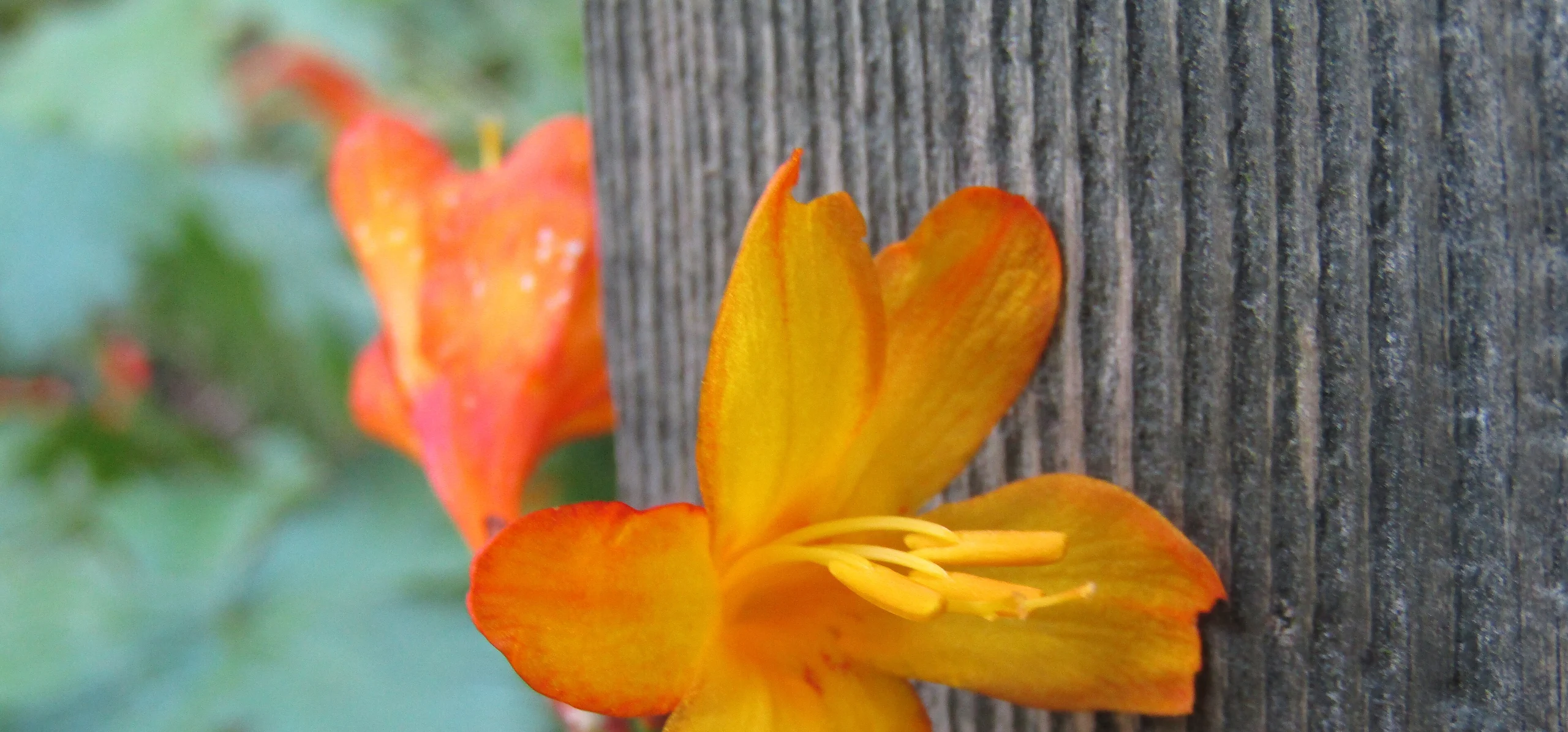 Montbretia