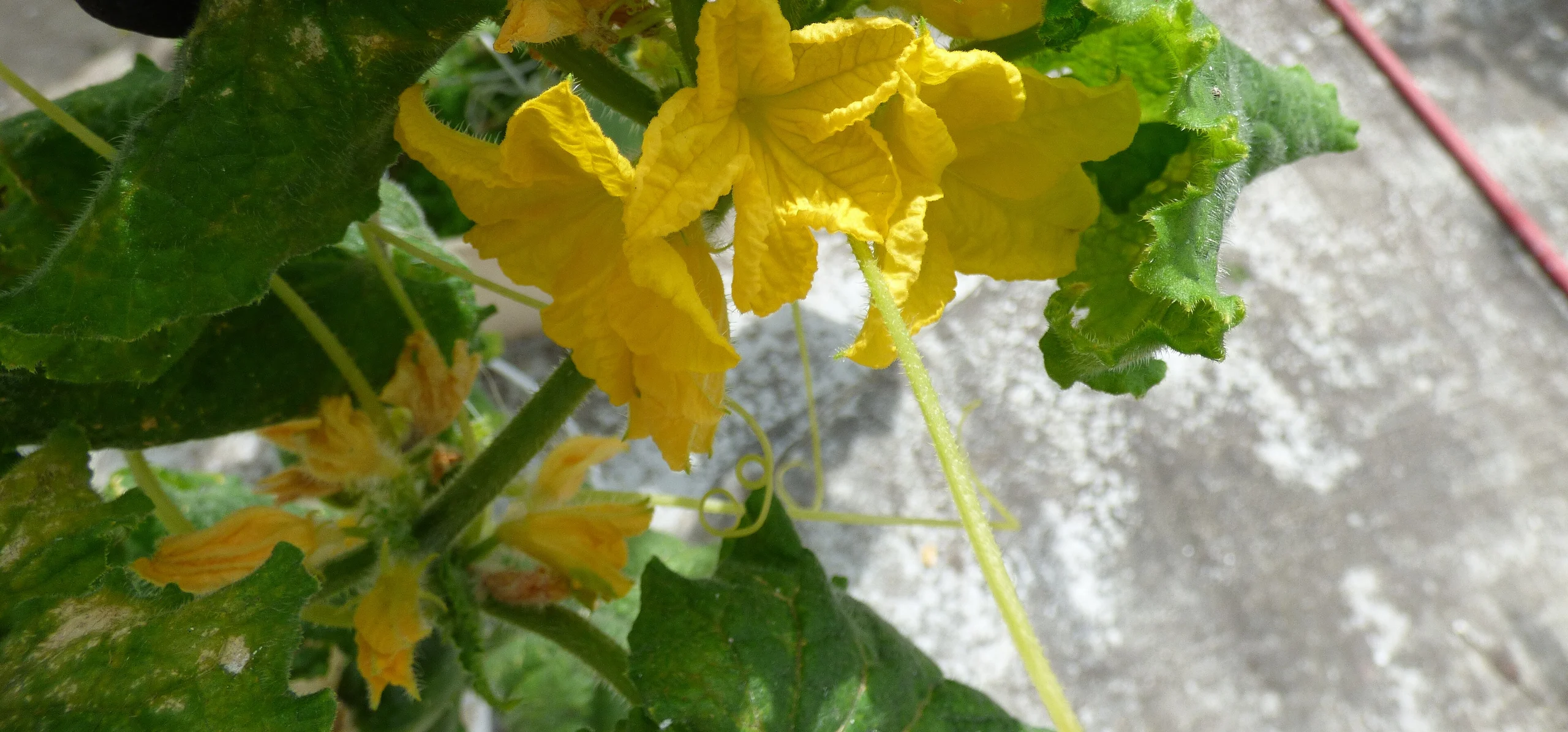 Cucumber