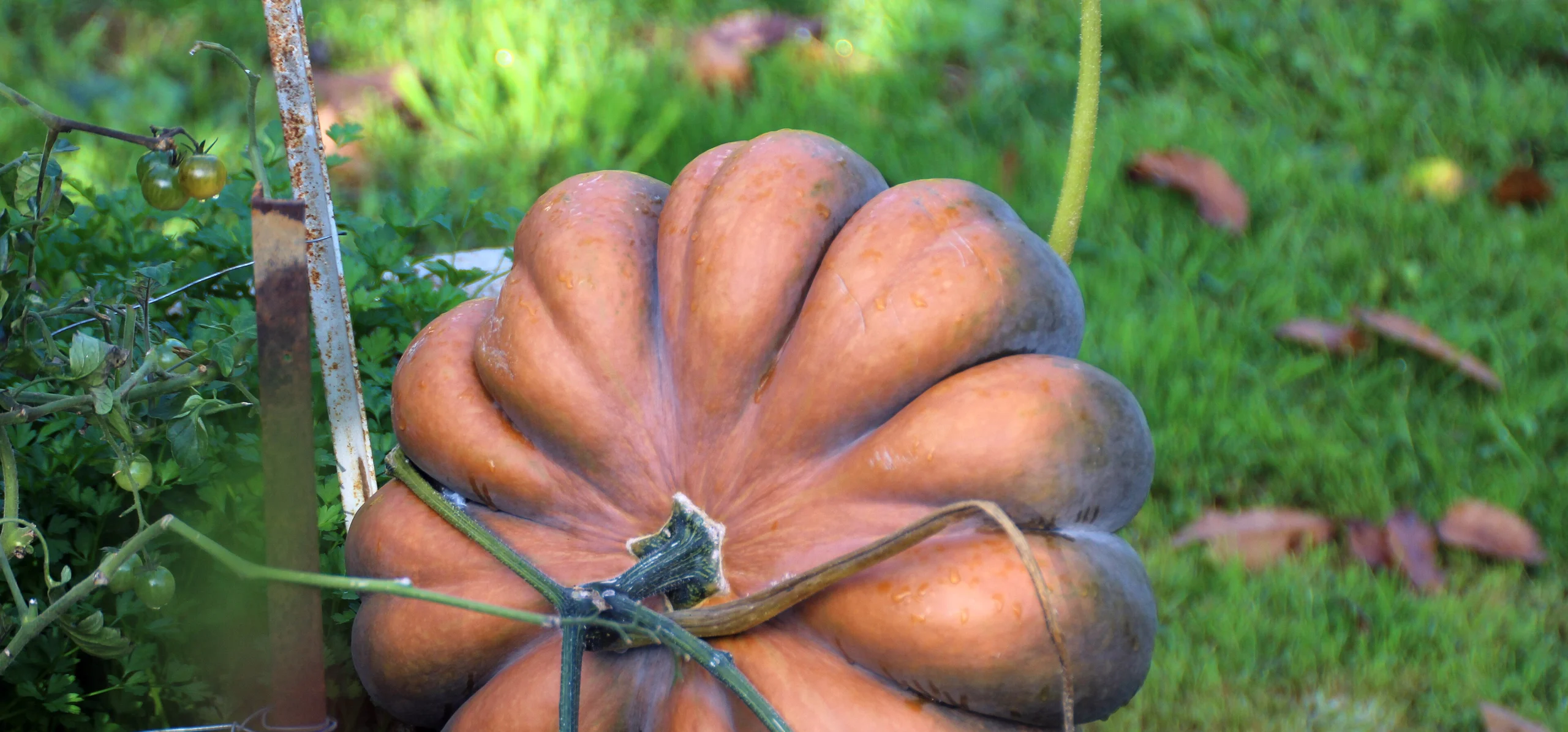 Winter Squash