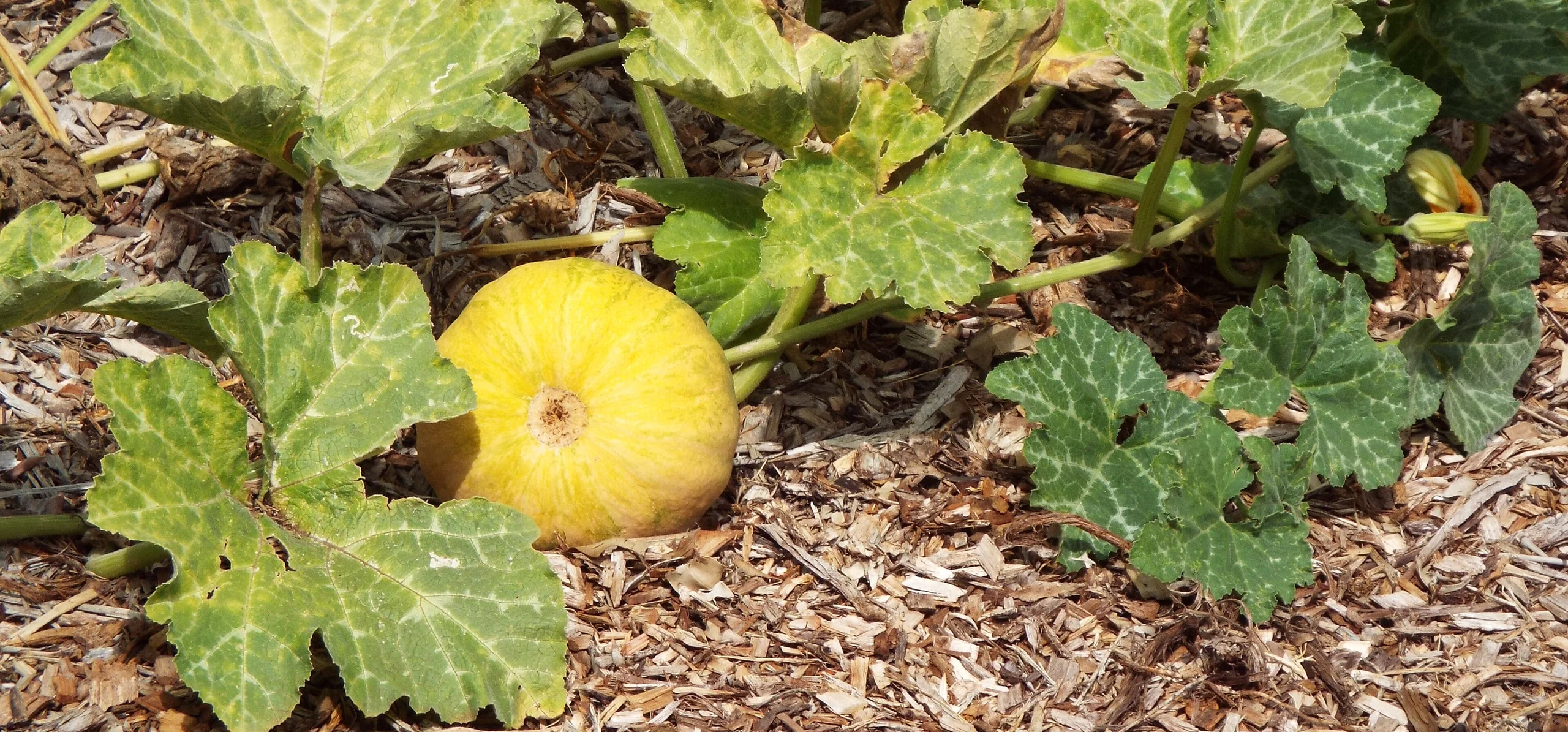 Butternut Squash