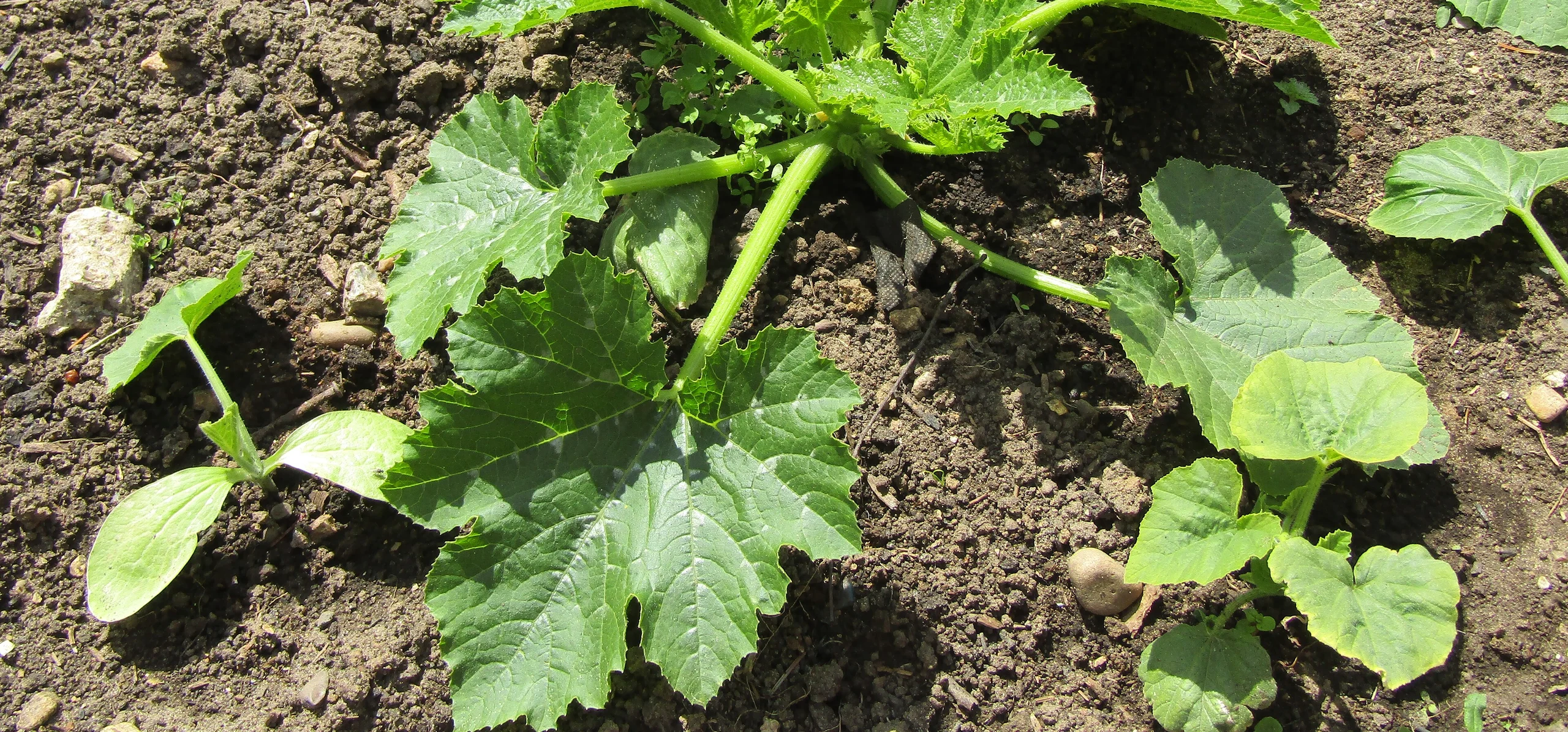 Summer Squash