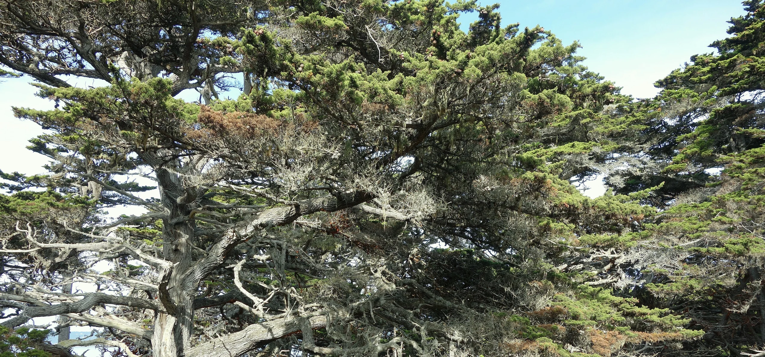 Monterey Cypress