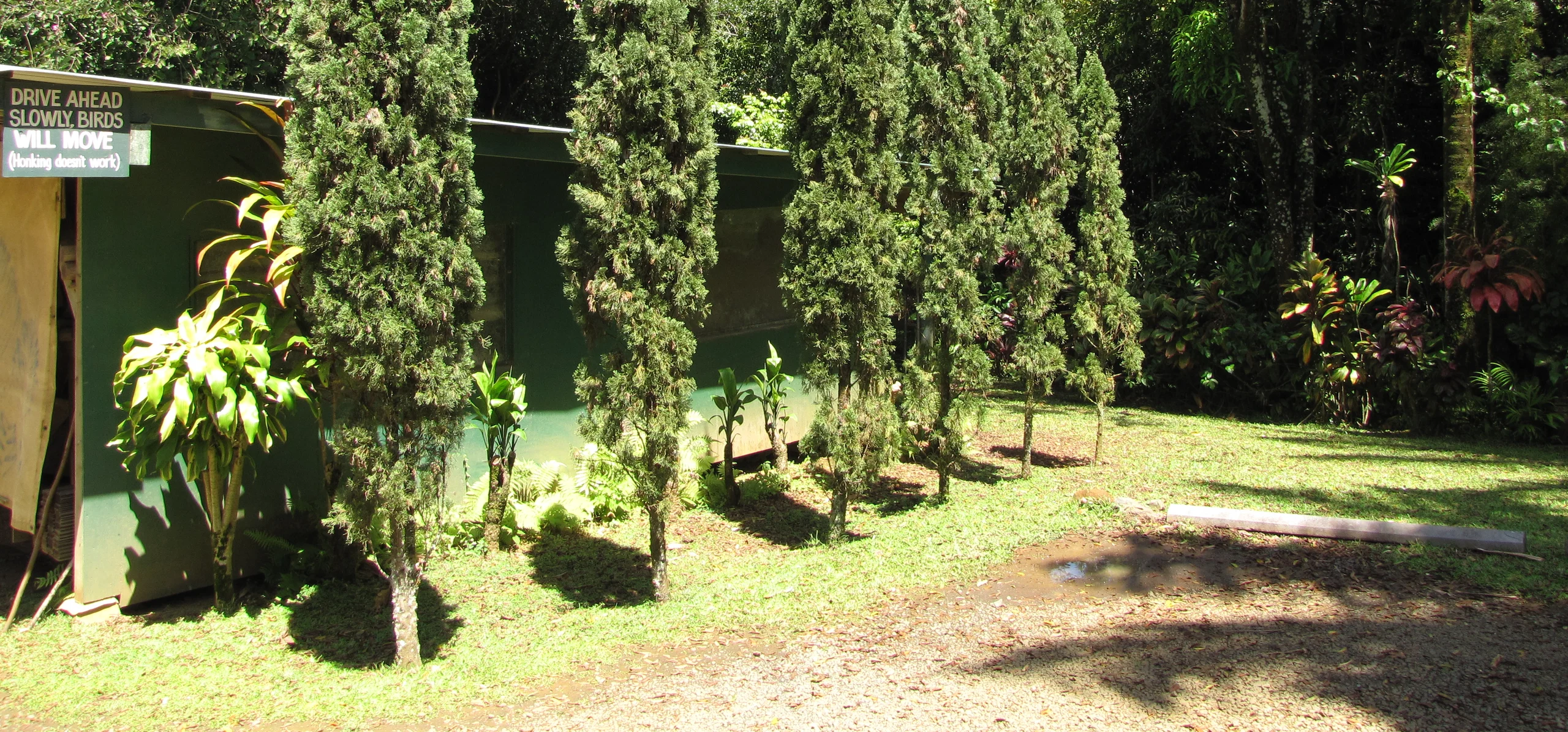 Italian Cypress