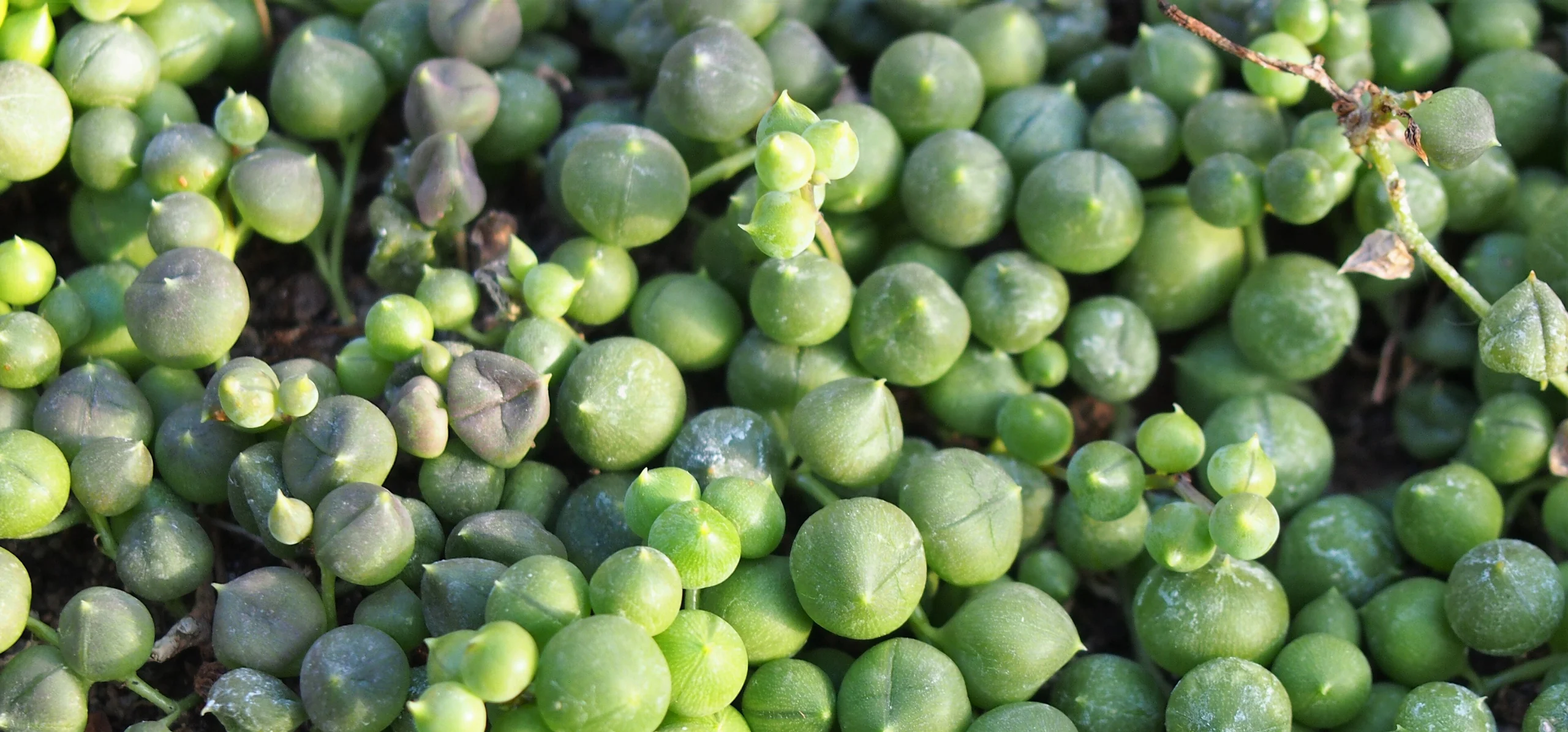 String Of Pearls