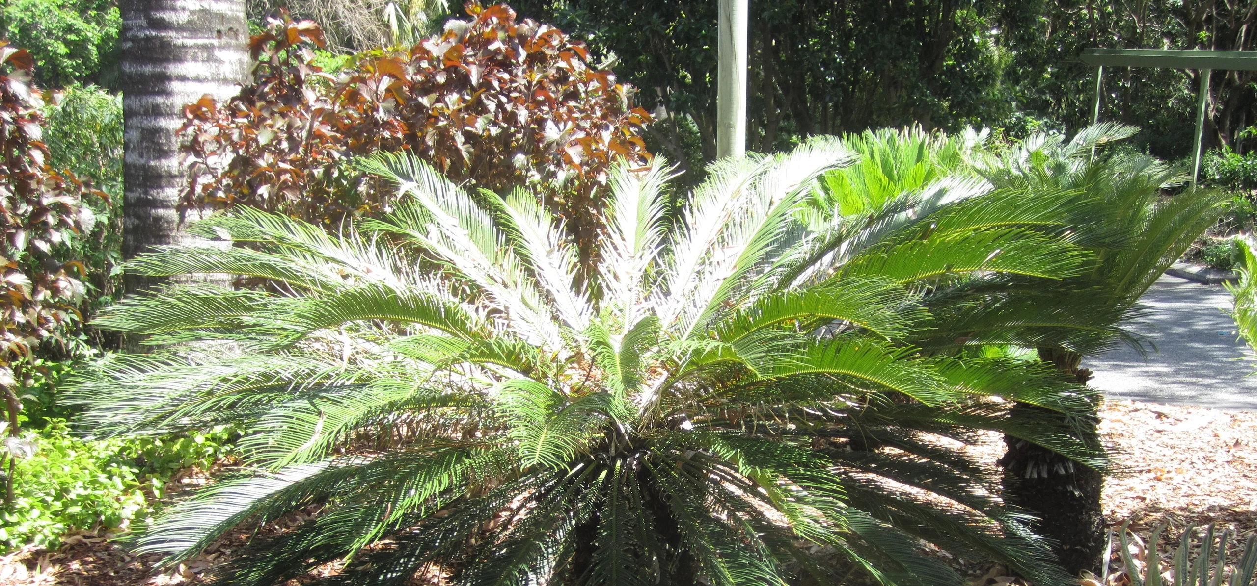 Sago Palm