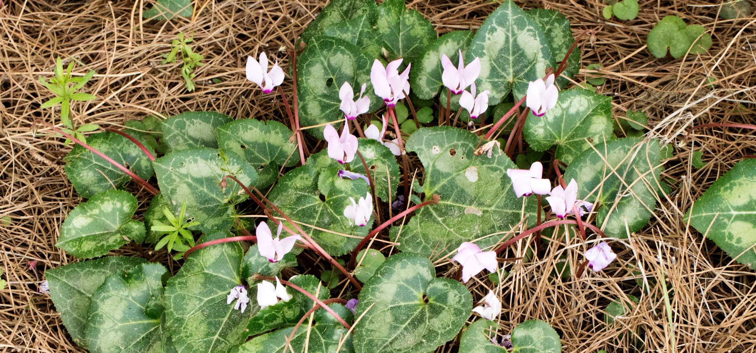 Persian Cyclamen