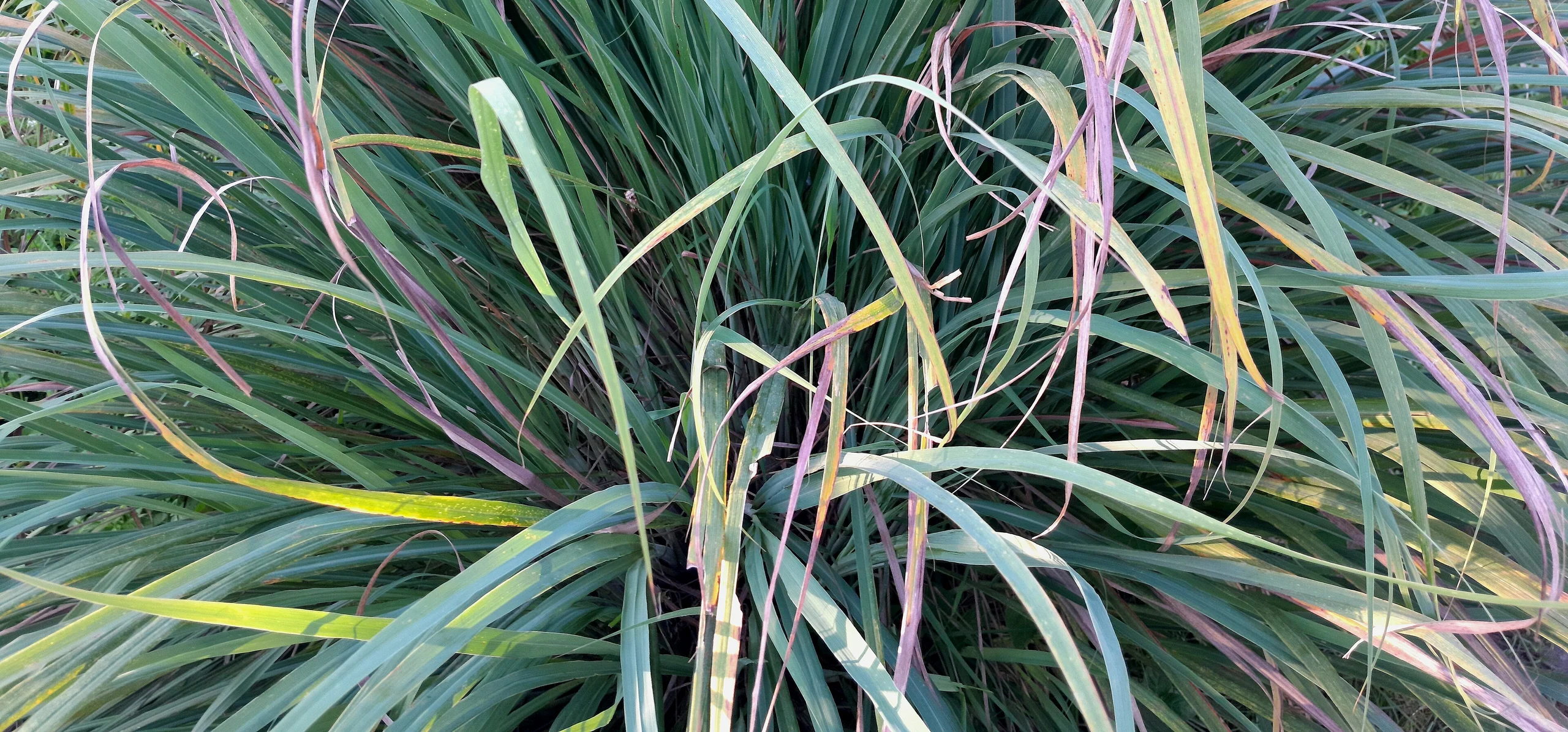 Lemongrass