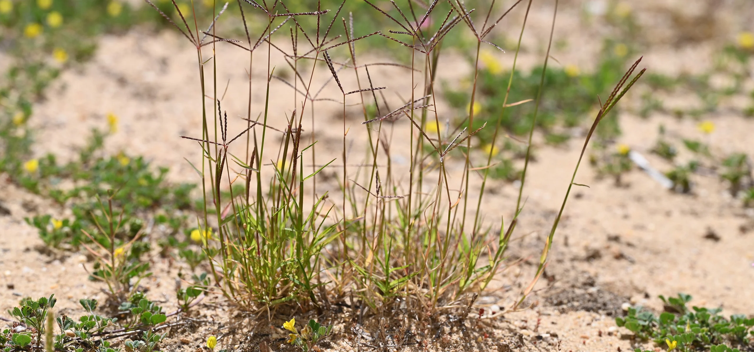 Bermuda Grass