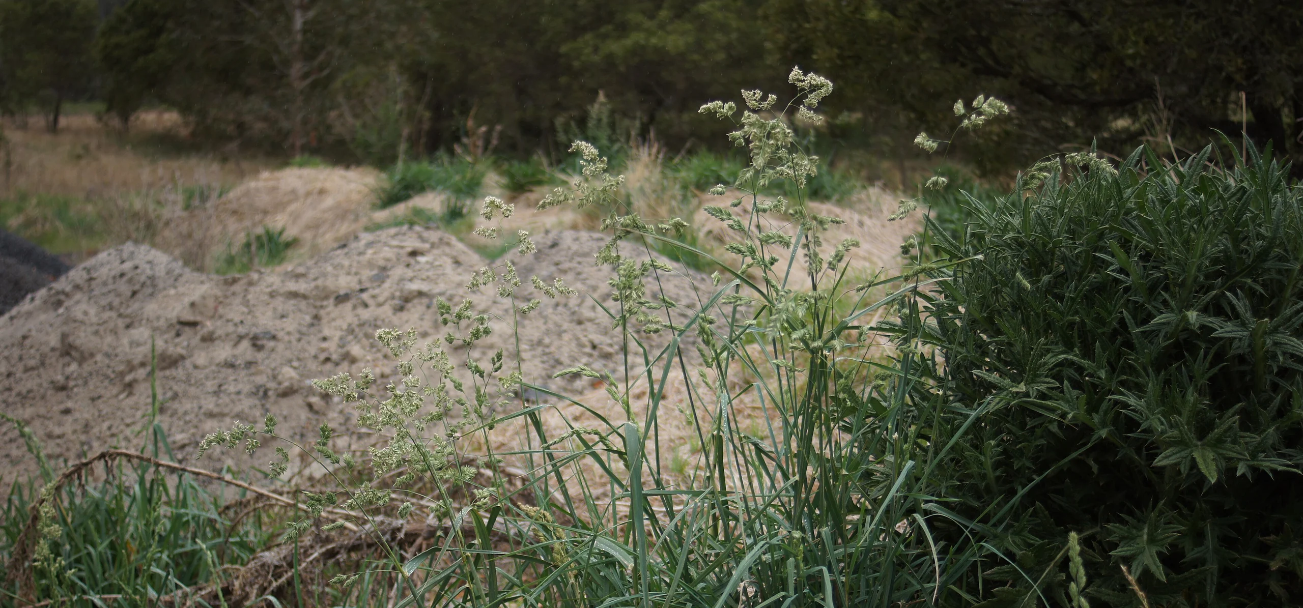 Orchard Grass