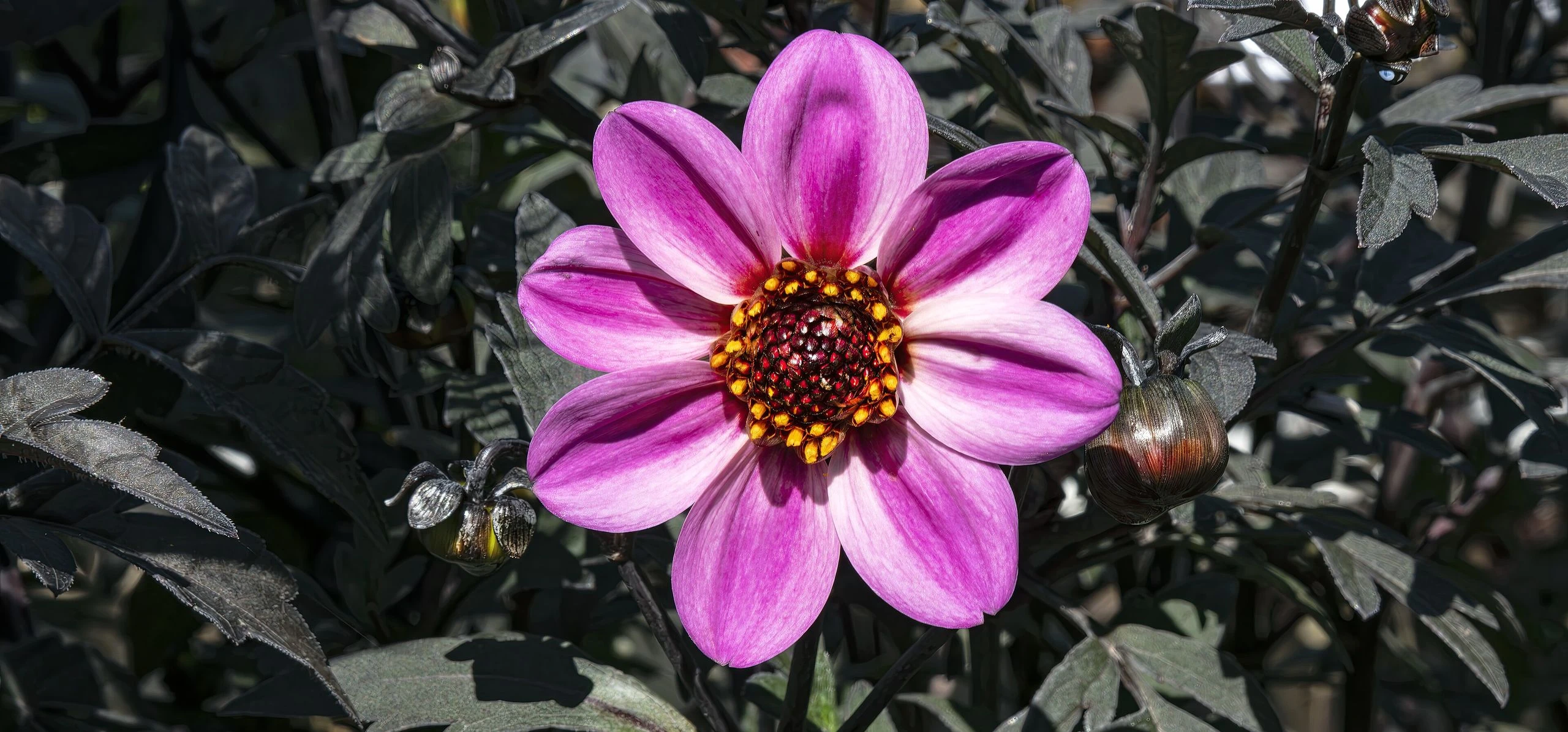 Garden Dahlia