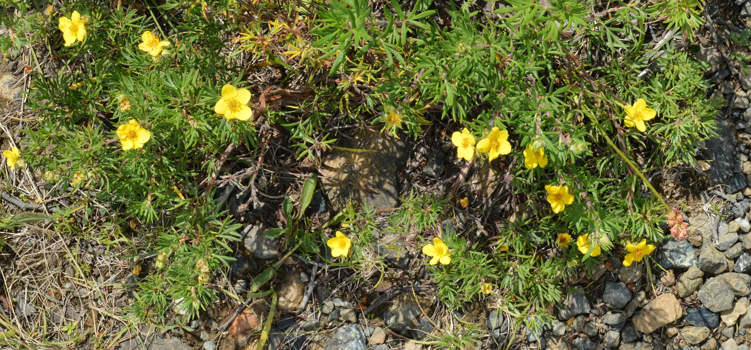 Shrubby Cinquefoil