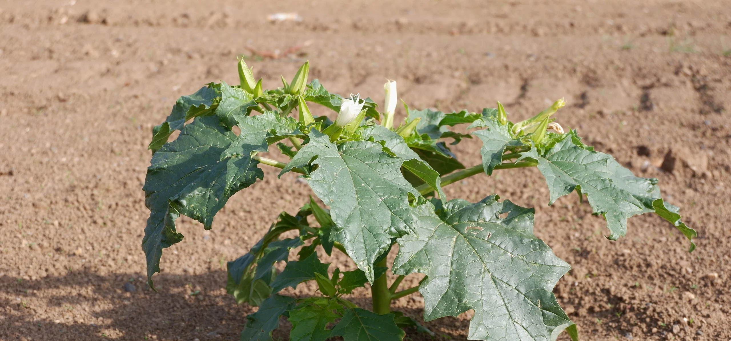 Jimsonweed