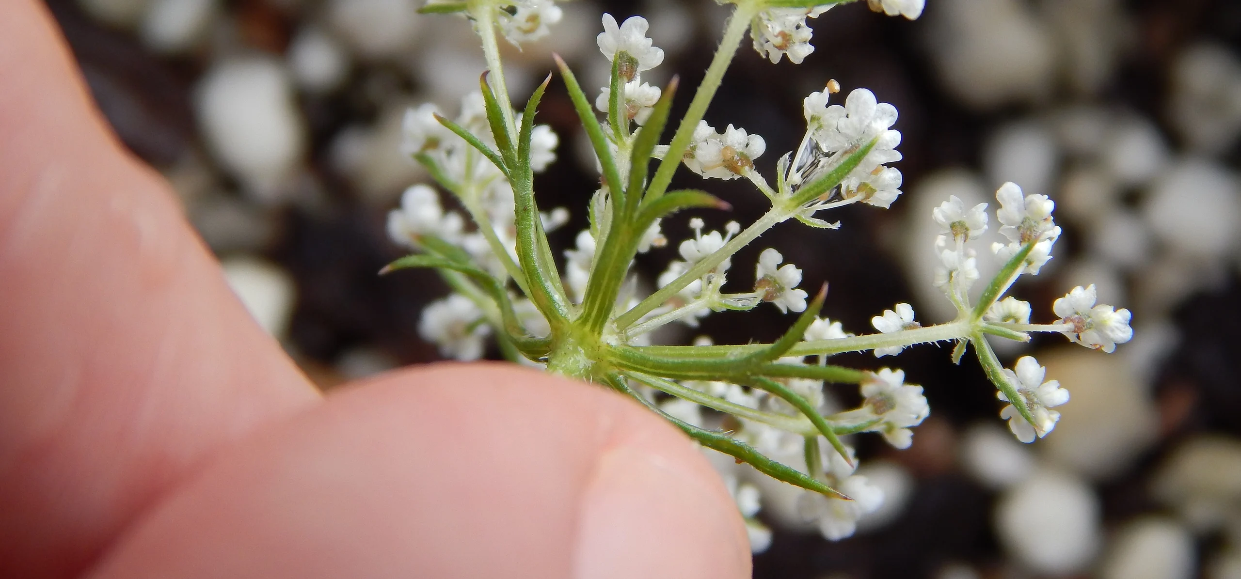 Wild Carrot