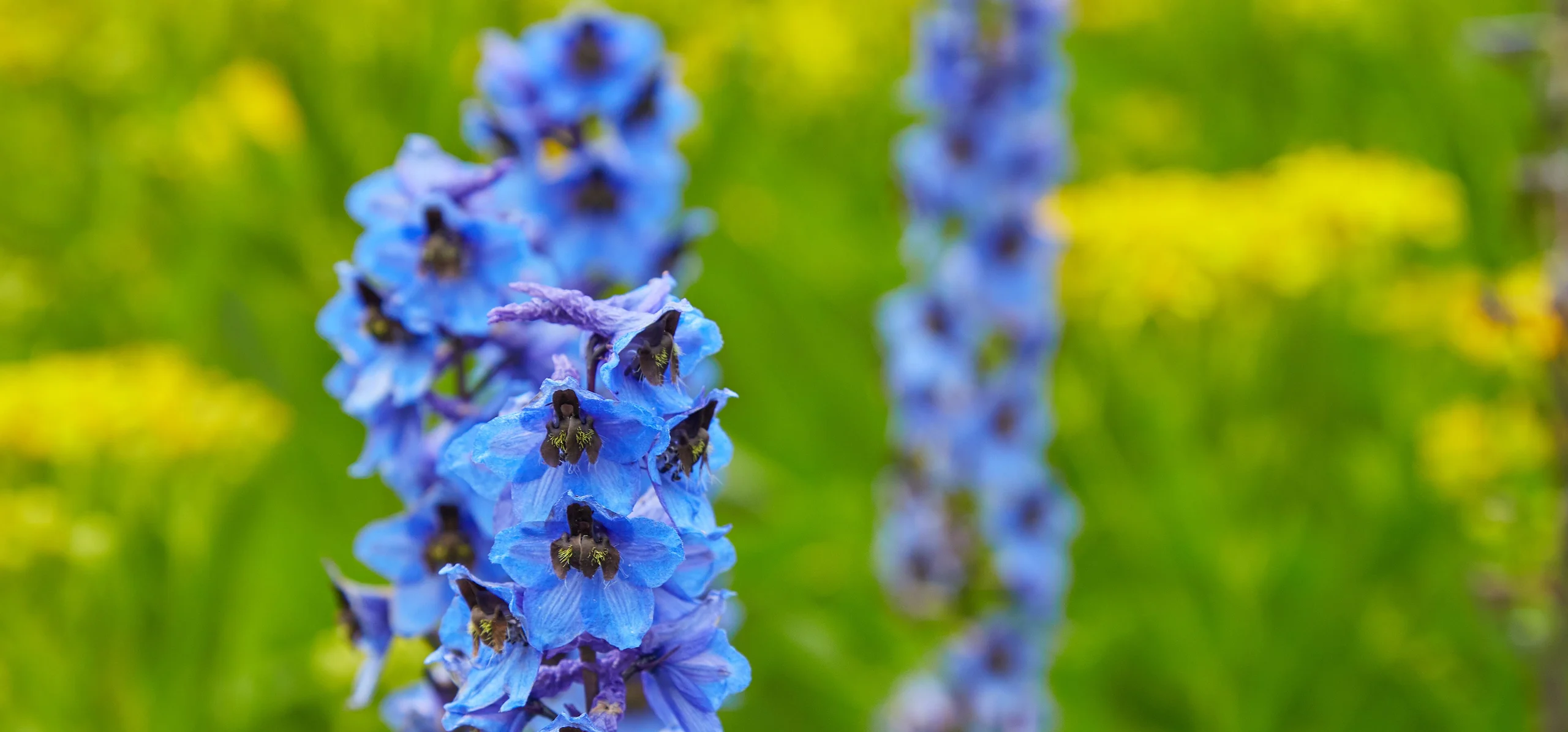 Alpine Delphinium