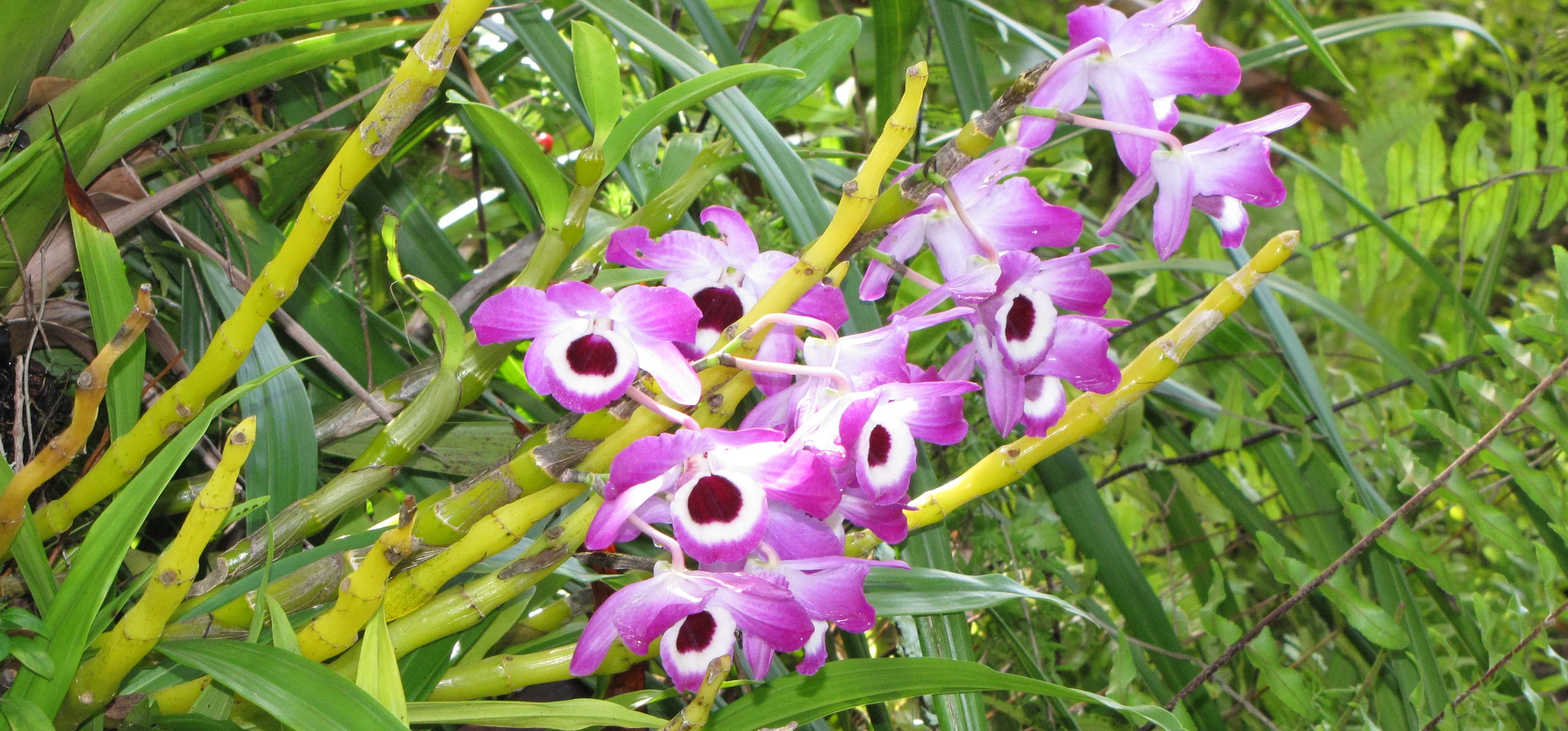 Noble Dendrobium