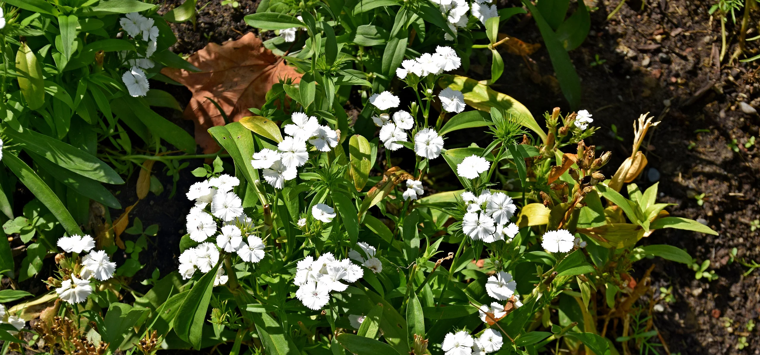 Sweet William