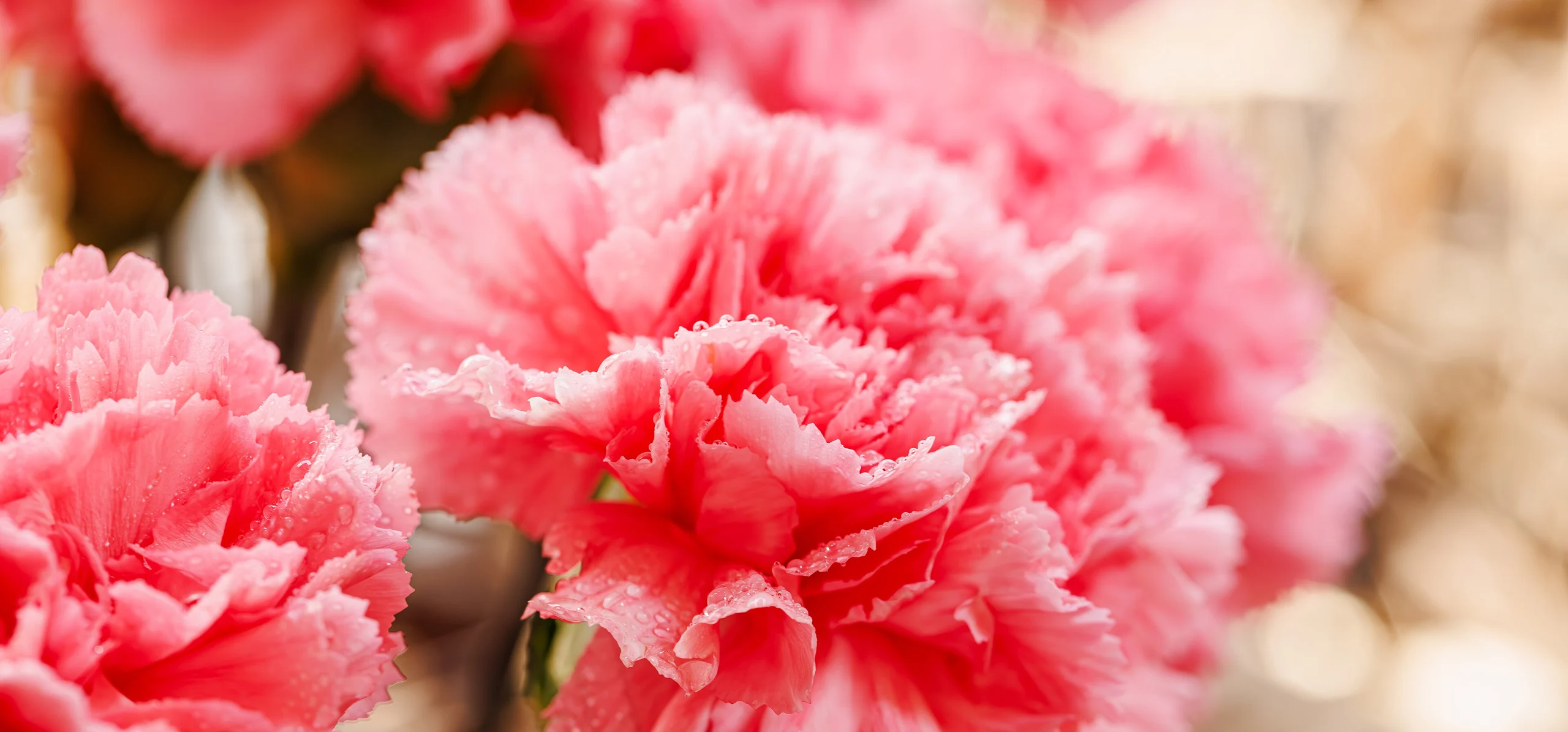 Carnation