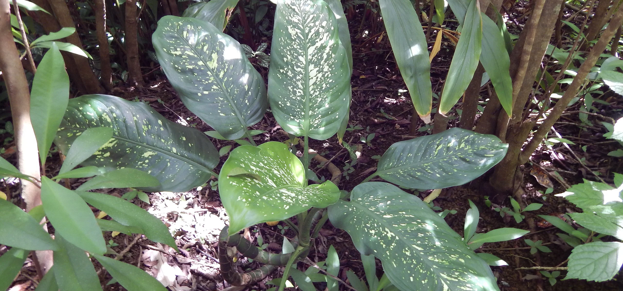 Dumb Cane