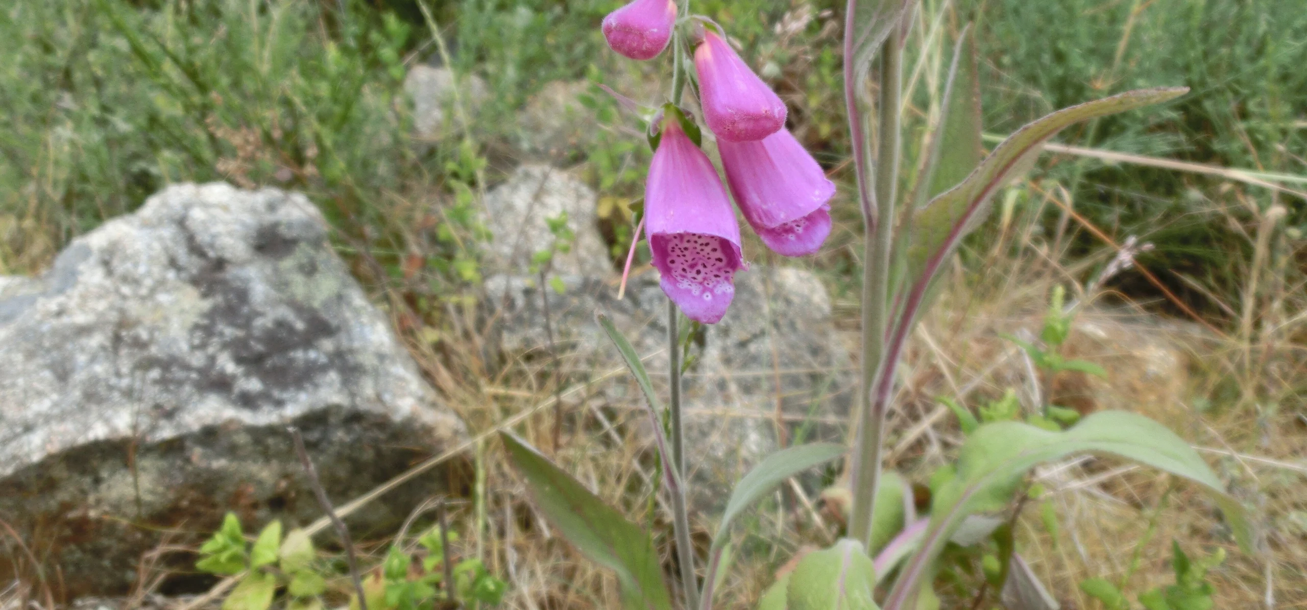 Foxglove