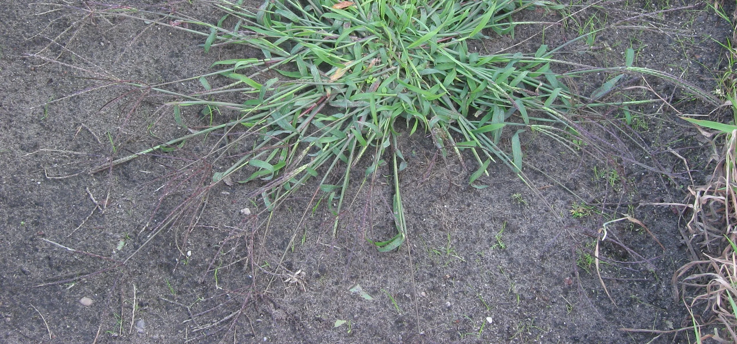 Hairy Crabgrass