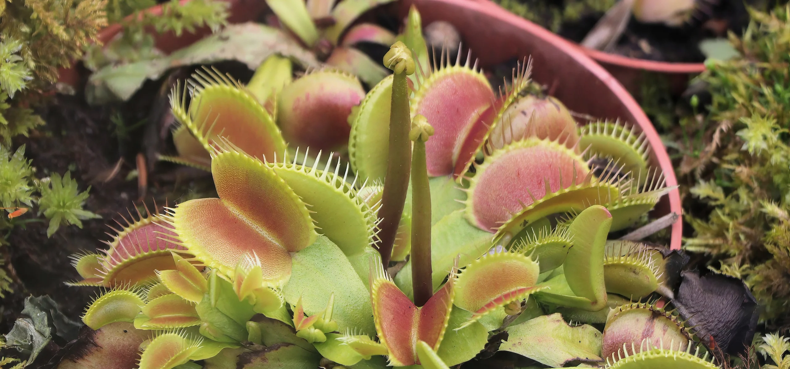 Venus Flytrap