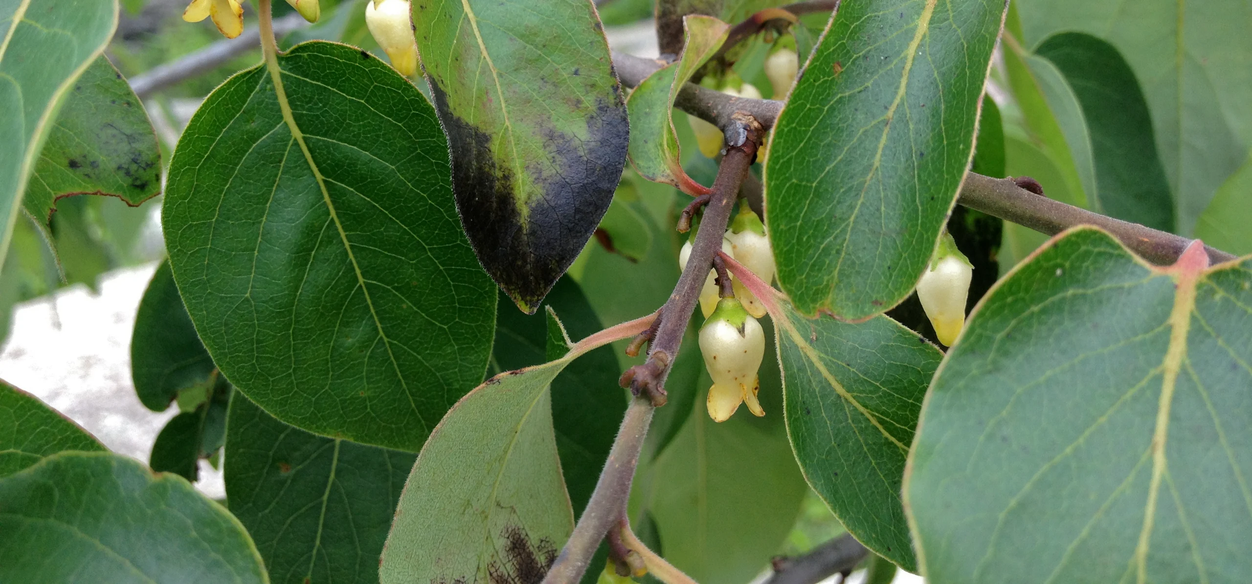 American Persimmon