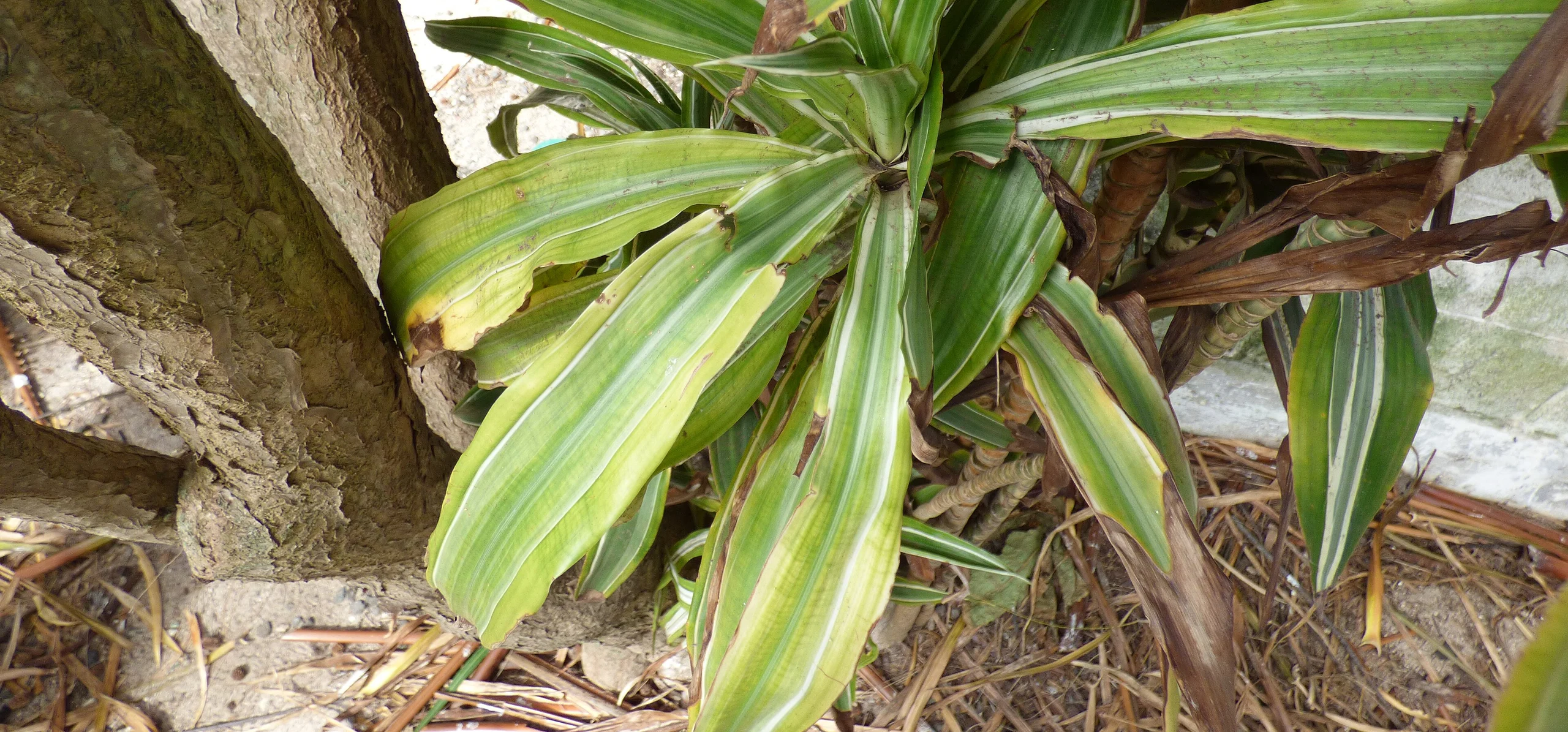 Corn Plant