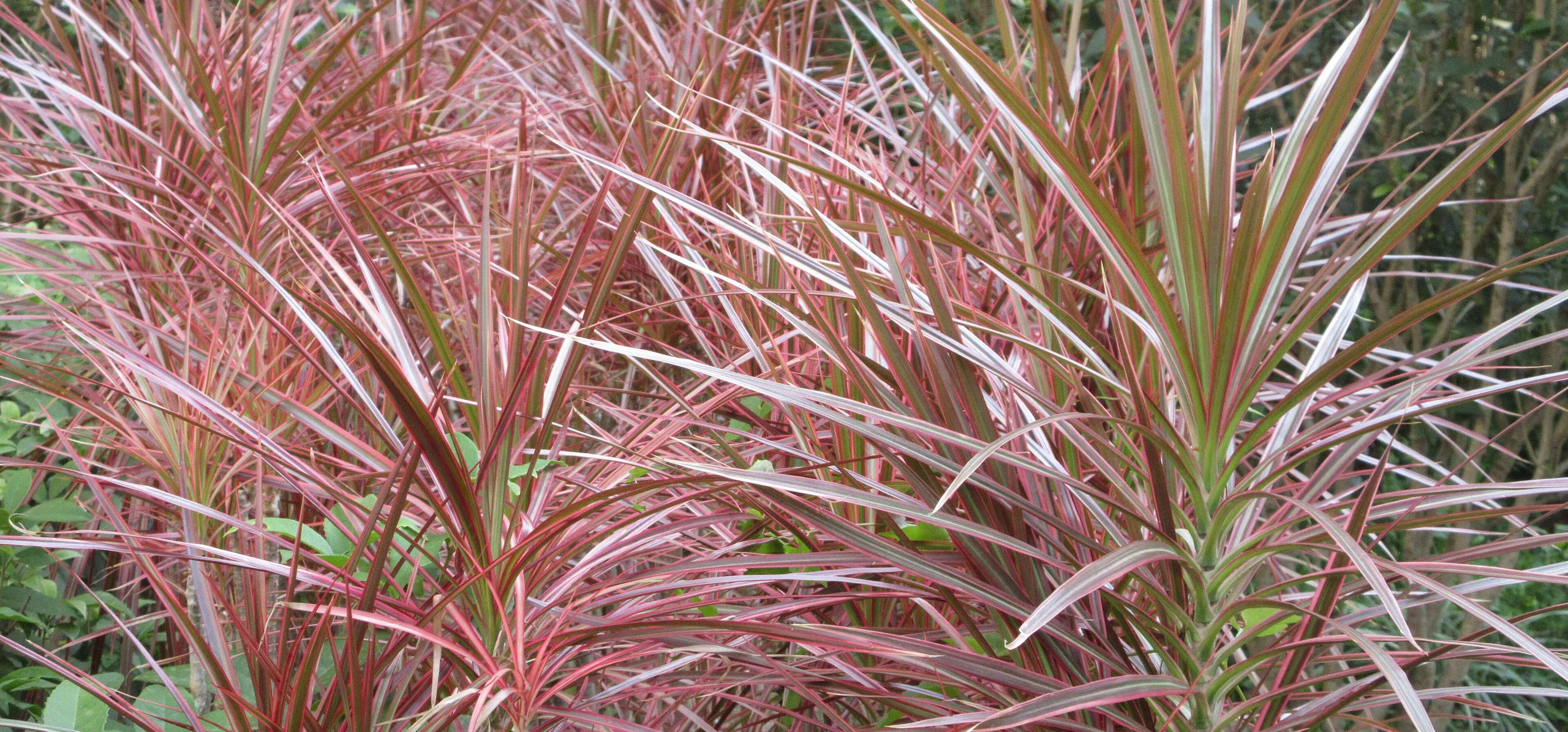 Madagascar Dragon Tree