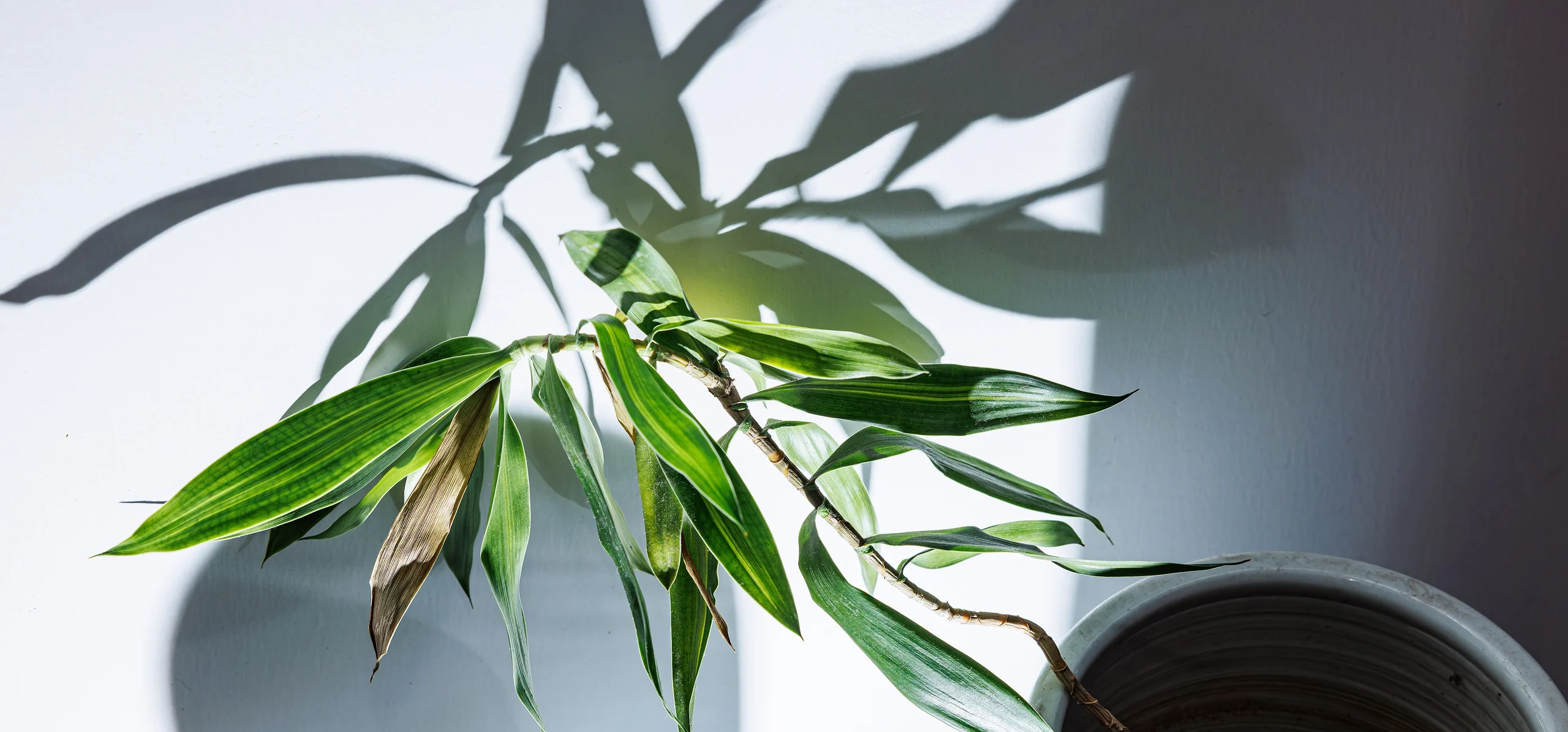 Lucky Bamboo