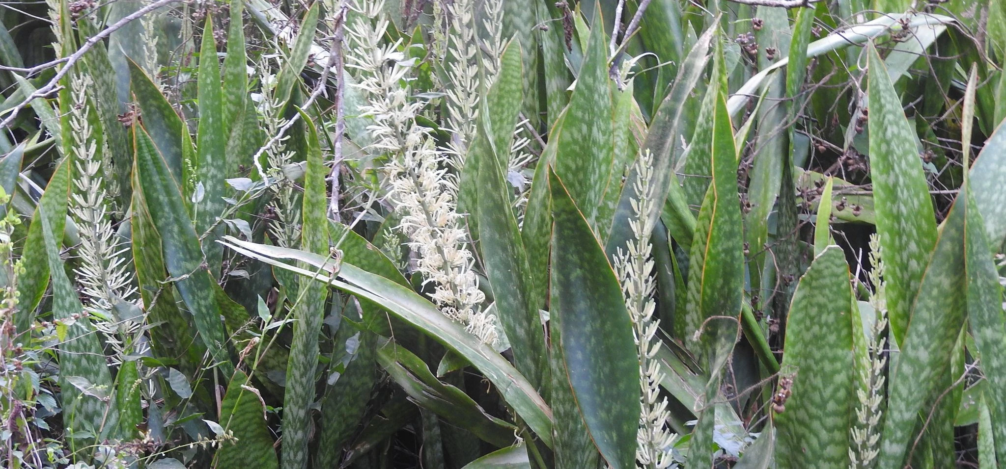 Snake Plant
