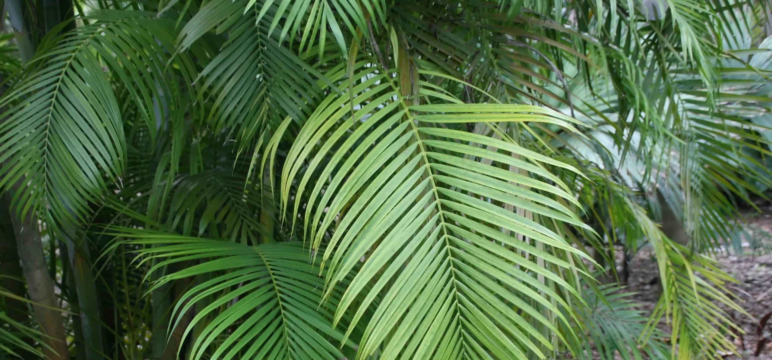 Areca Palm
