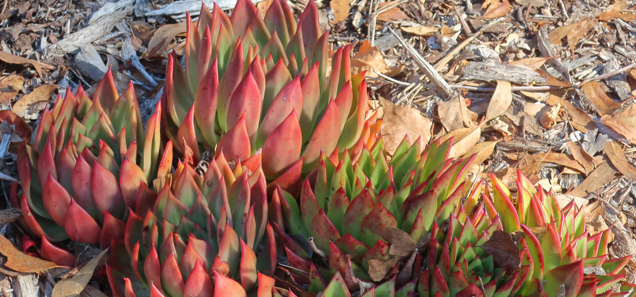 Lipstick Echeveria