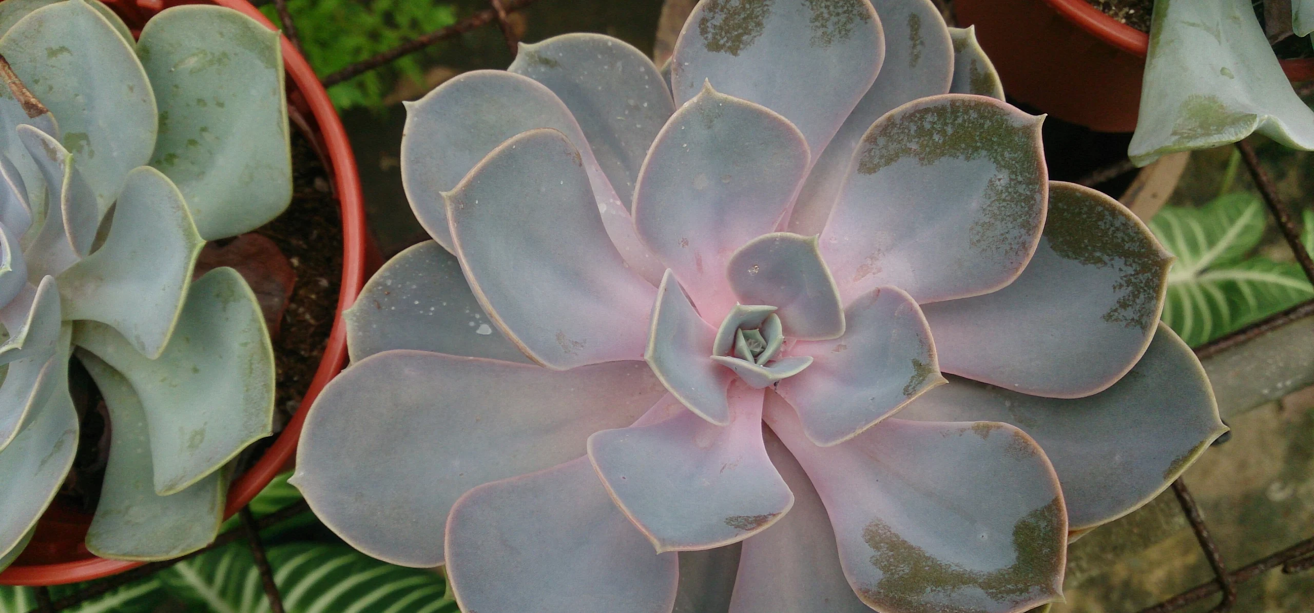 Echeveria 'Perle Von Nurnberg'