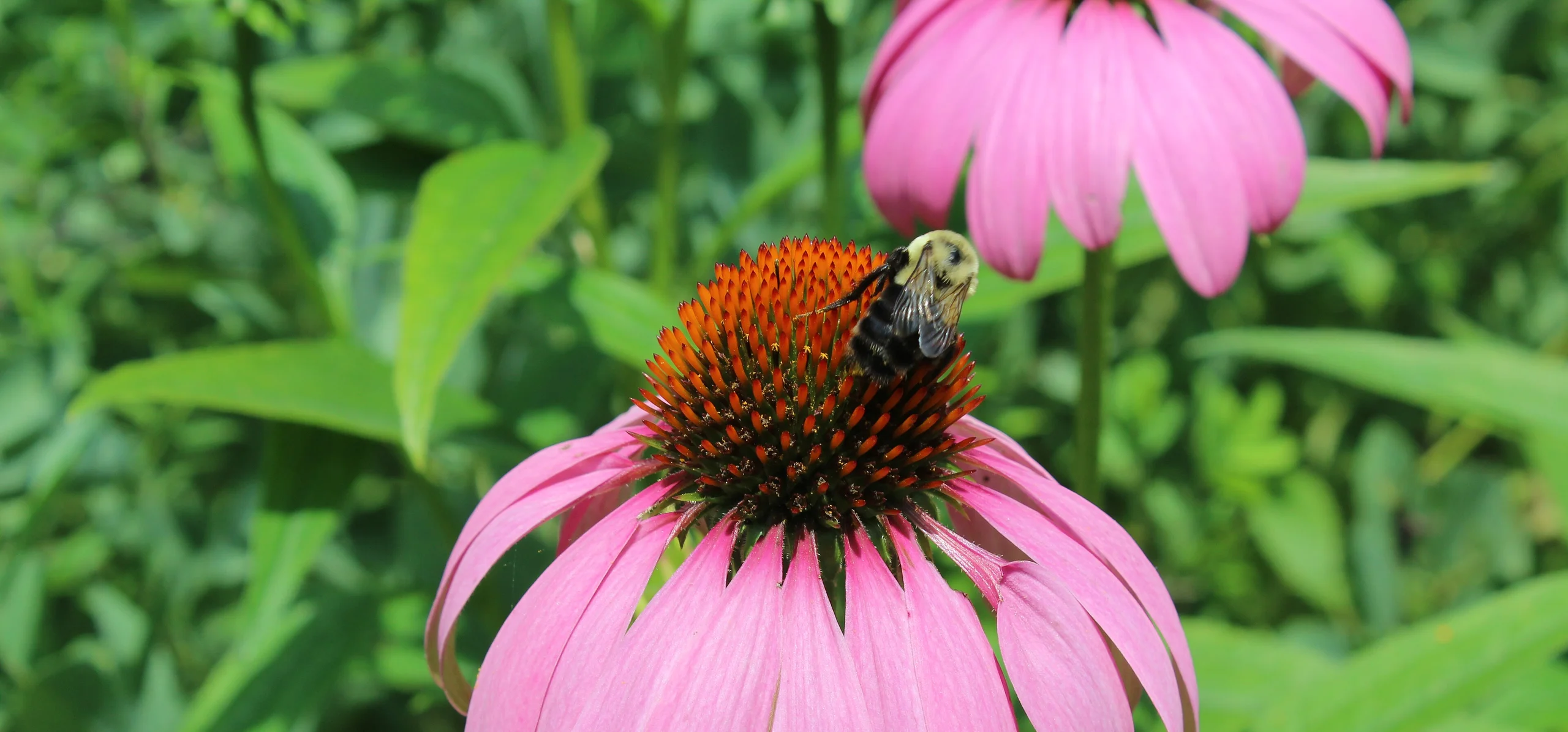 Purple Coneflower